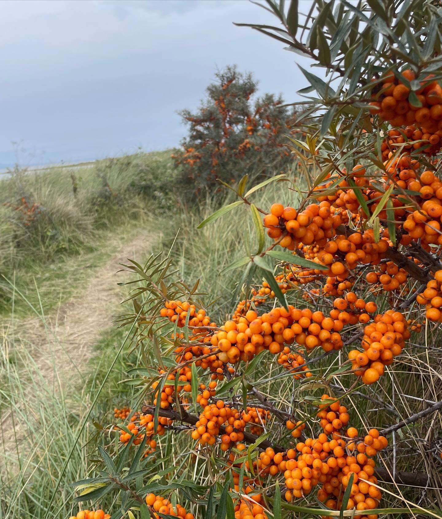 Day 57 on SlowCoast500 from Aberlady to North Berwick. My floral friends were the most delicious Sea Buckthorns. I pick the thorny branches en Ma&szlig;e with sharp secateurs, then freeze the lot. Once frozen, it&rsquo;s easy to pearl the berries off