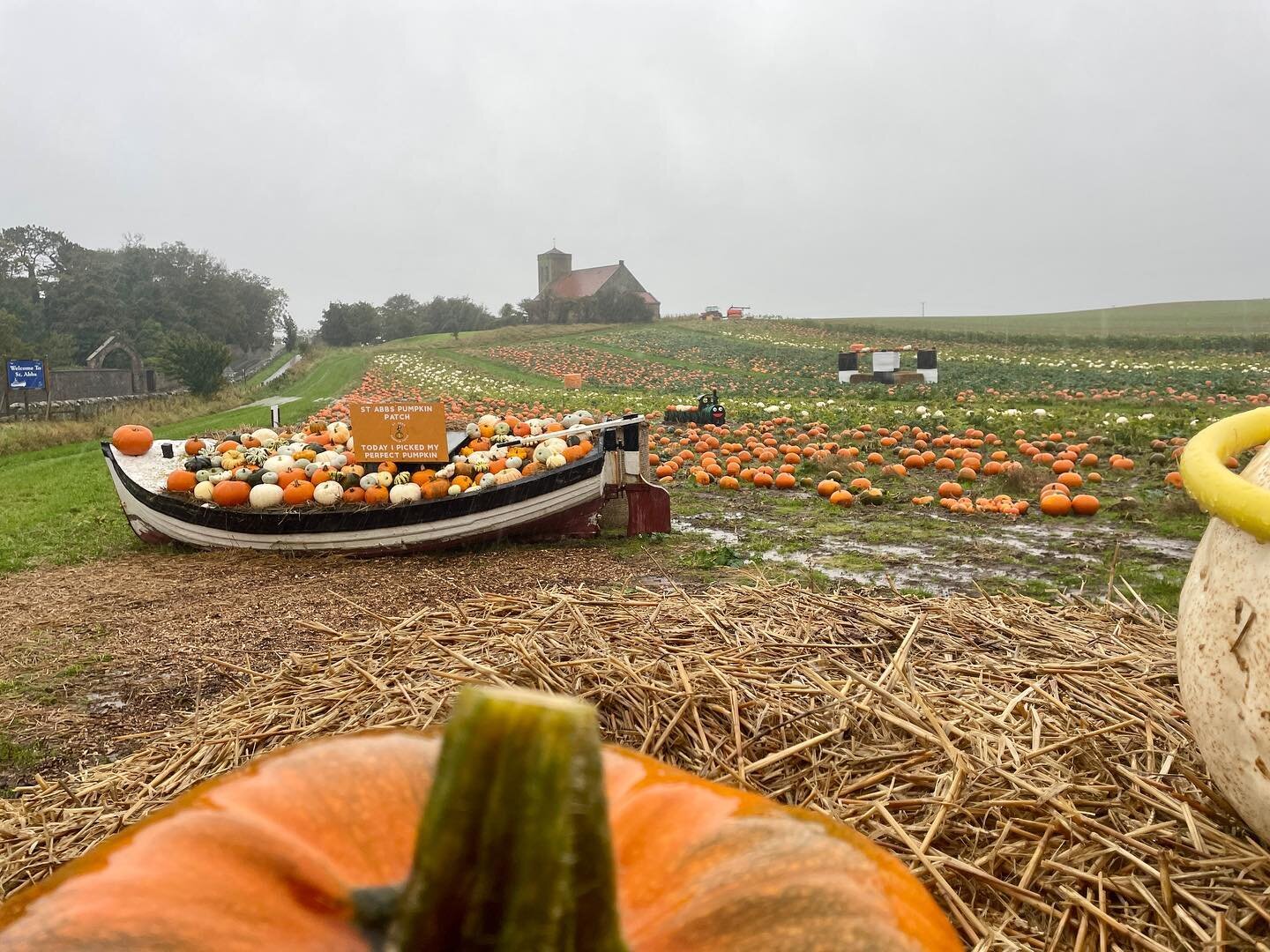 Day 61 of SlowCoast500 around St Abbs: many pumpkin friends @artwalkporty #pumpkins #slowcoast500