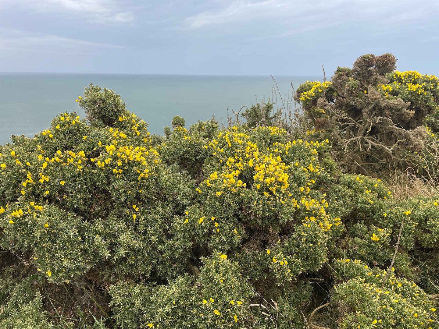 Day 62 on SlowCoast500 from St Abbs to Burnmouth, the gorse shows its soon springtime again. Coconut is in the air. #gorse #flowerpower #coconutscent @artwalkporty