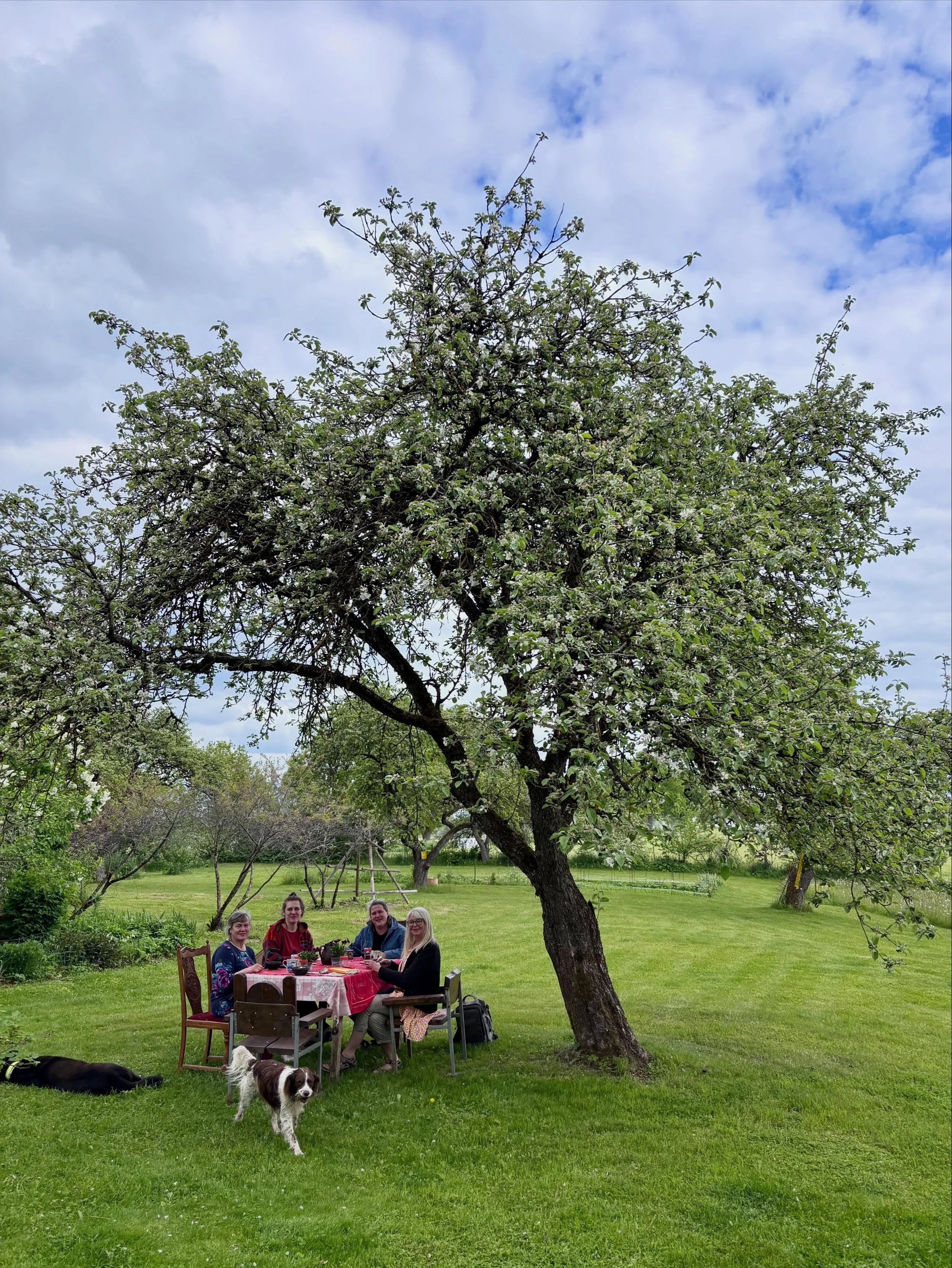 INTERTALE/EUTOPIA: Welcome to LAUX at Ozoilmuža, where gardens, good food and great ideas meet. 
#peasantry #latvia #hospitality #gardenart #goodlife