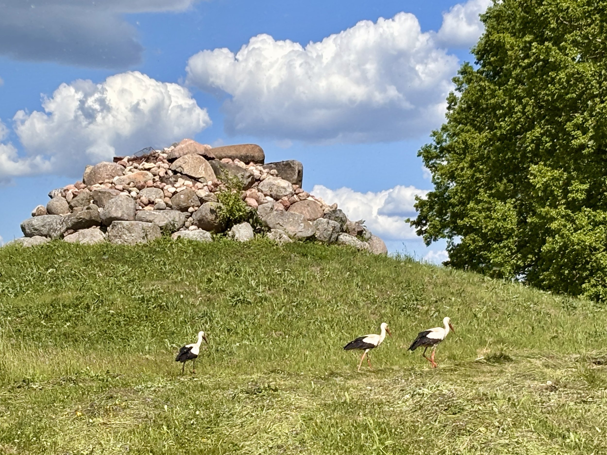 Pedvale Art Park – a place walked into being