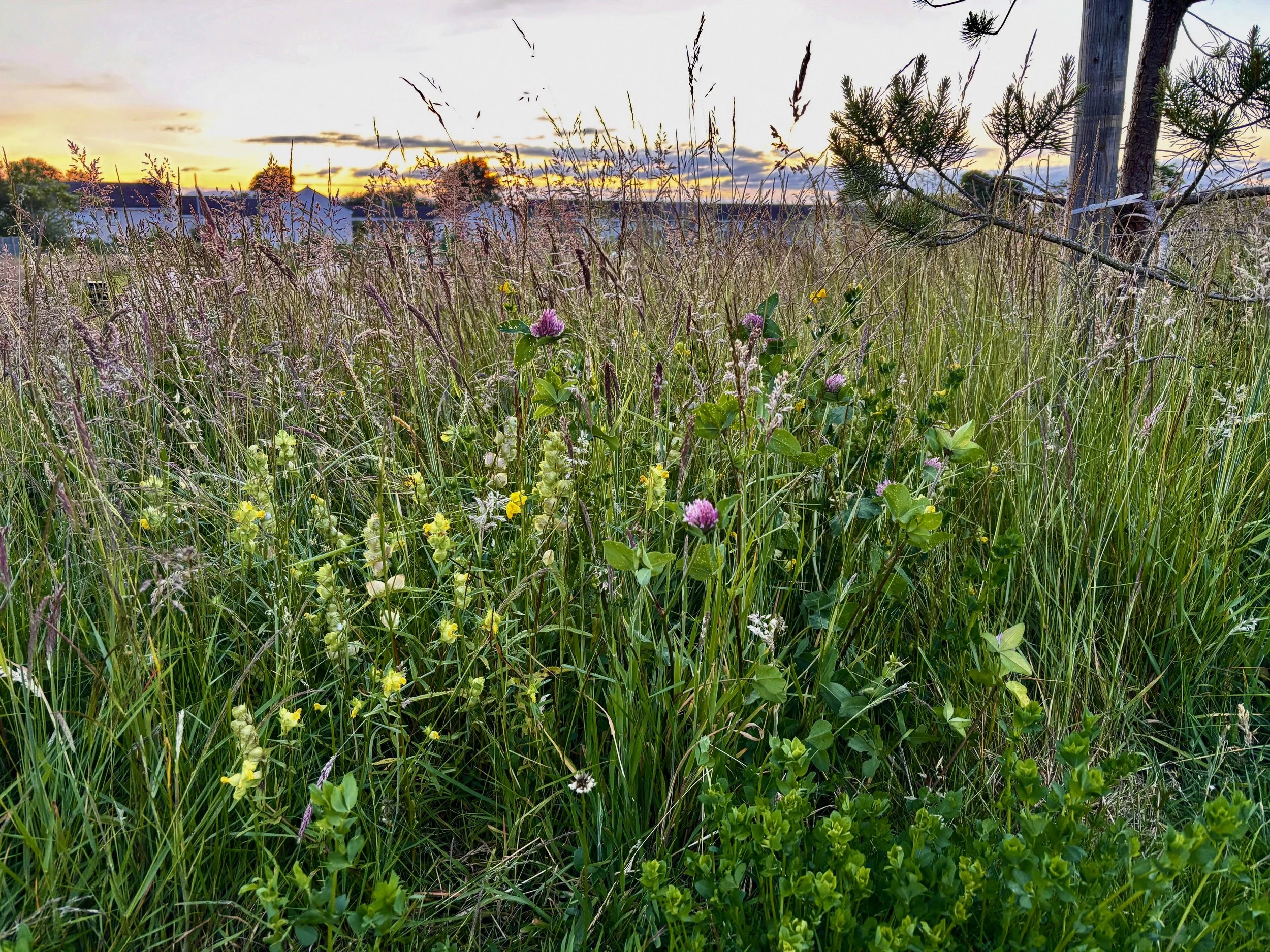 Solstice Walk 2026