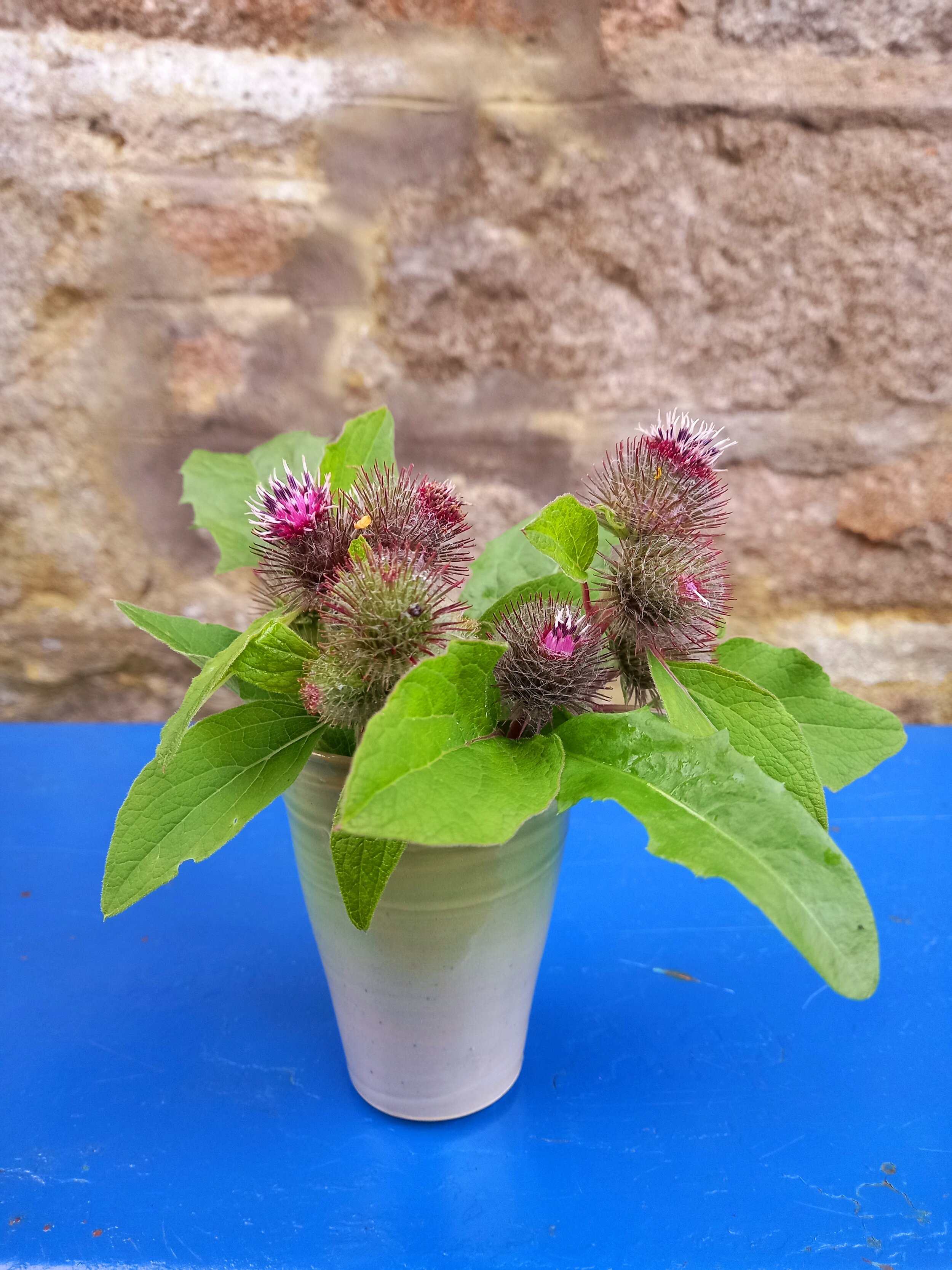 Dandelion & Burdock