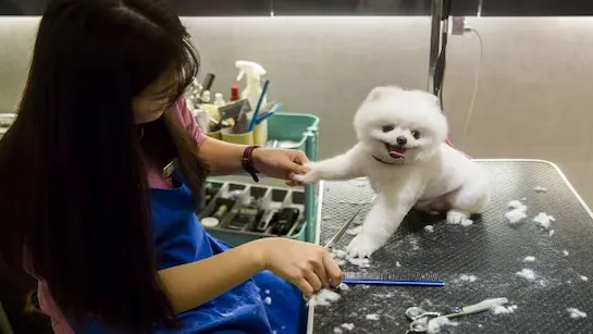 Dog grooming in China