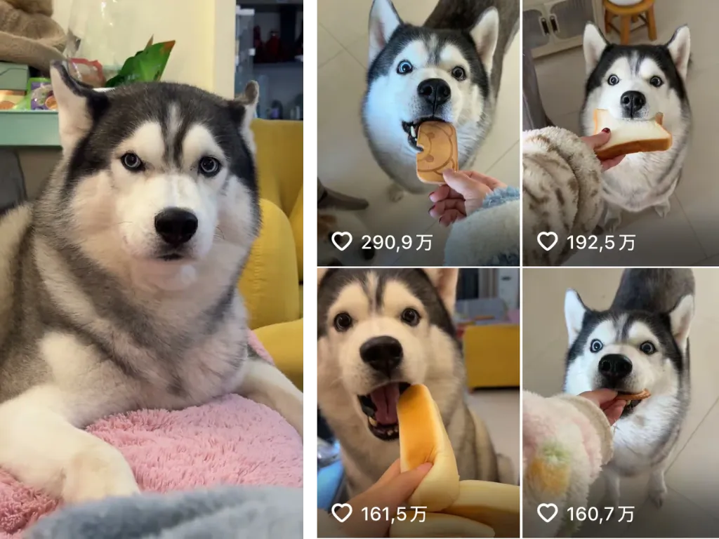 Pets and dogs marketing in China