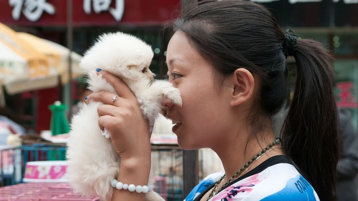 Popular dog breeds in China