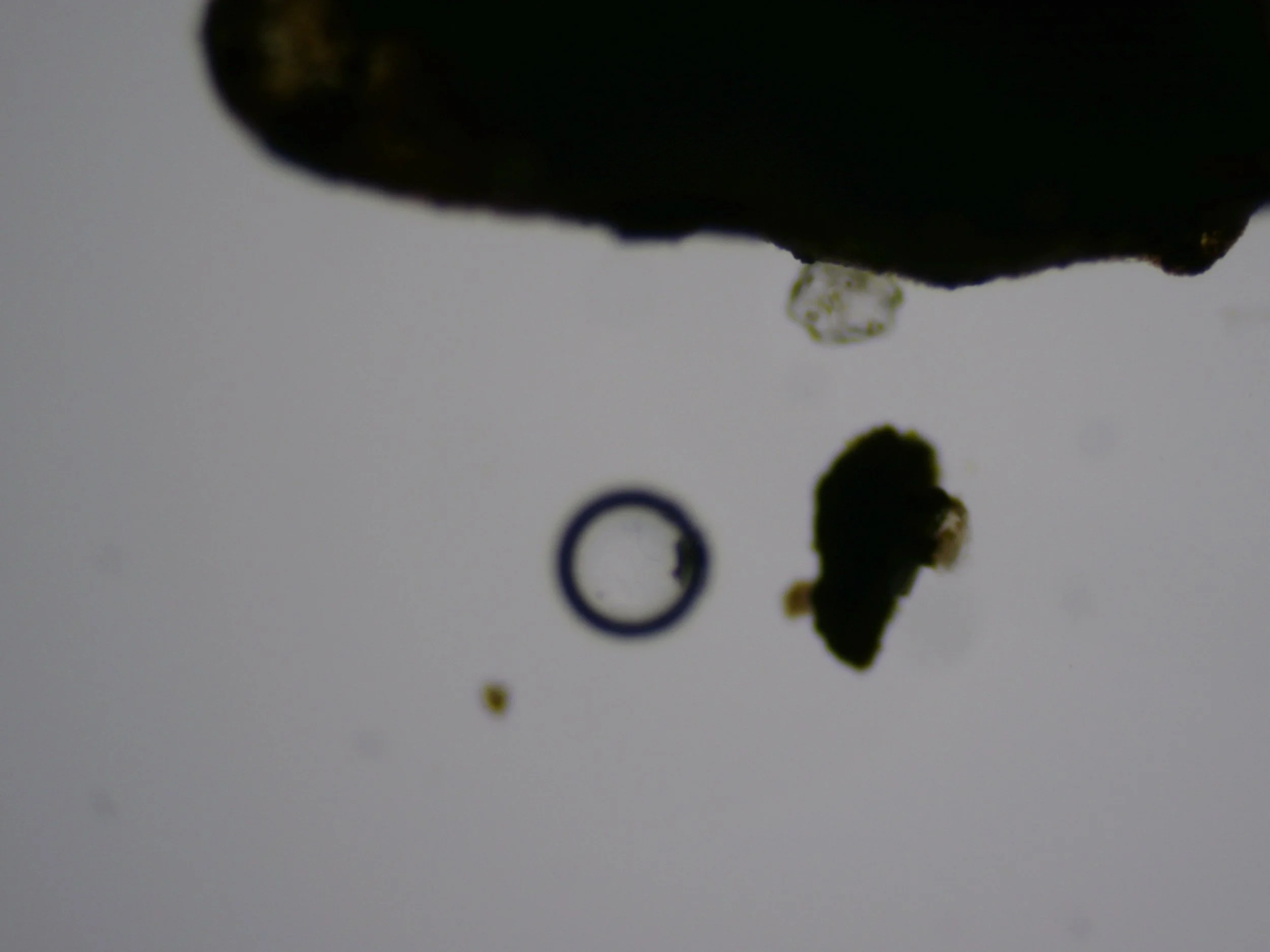 Rainwater sediment under the microscope before staining