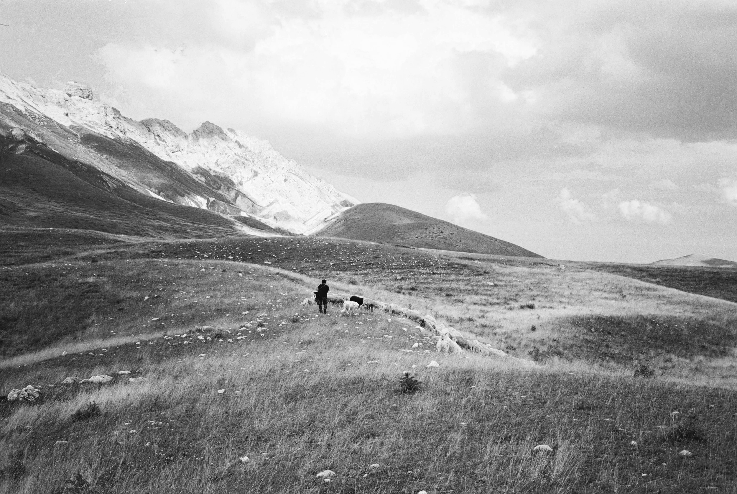 A person walking a flock of sheep through open grassy hills with mountains in the background.