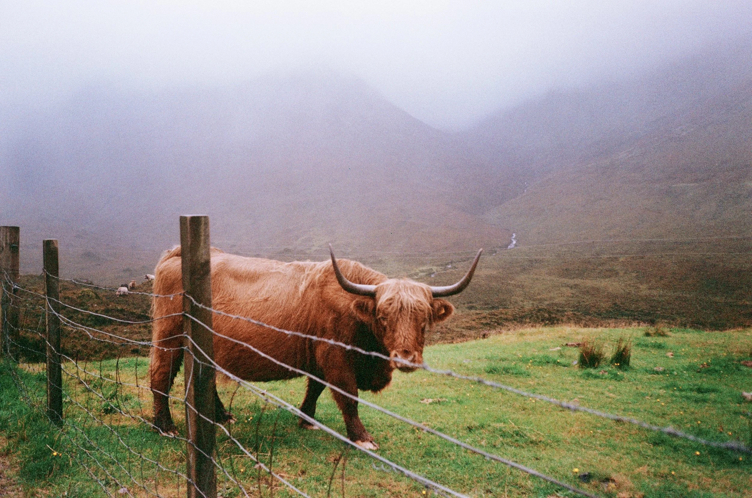 Highland cow on the Isle of Skye