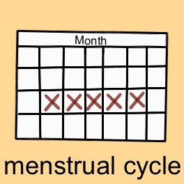 s_noun_health-menses_menstrual cycle_.PNG