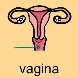 s_noun_health-menses_vagina_.PNG