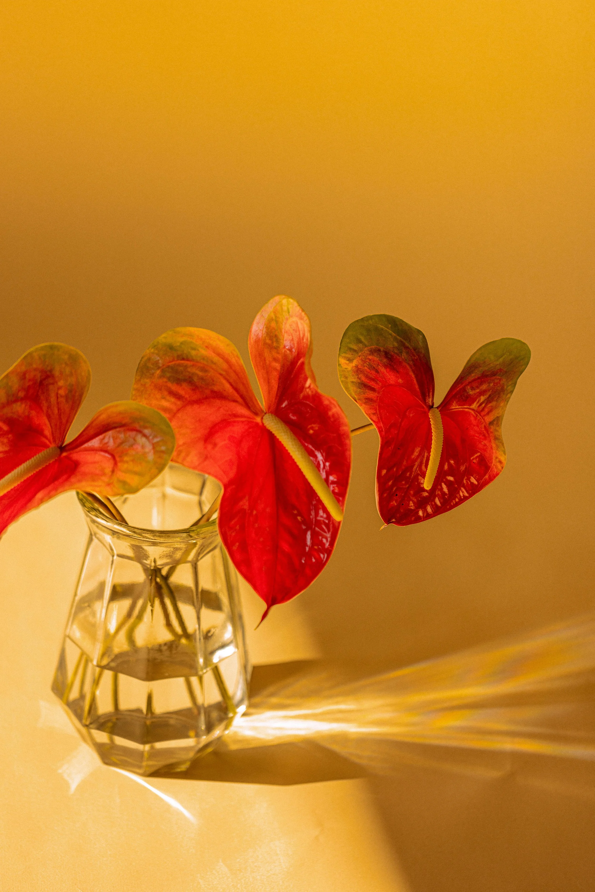 Red anthurium in a glass vase in warm afternoon light