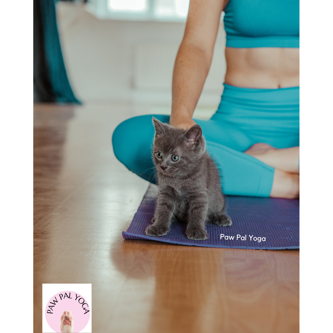 Paw Pal Yoga London