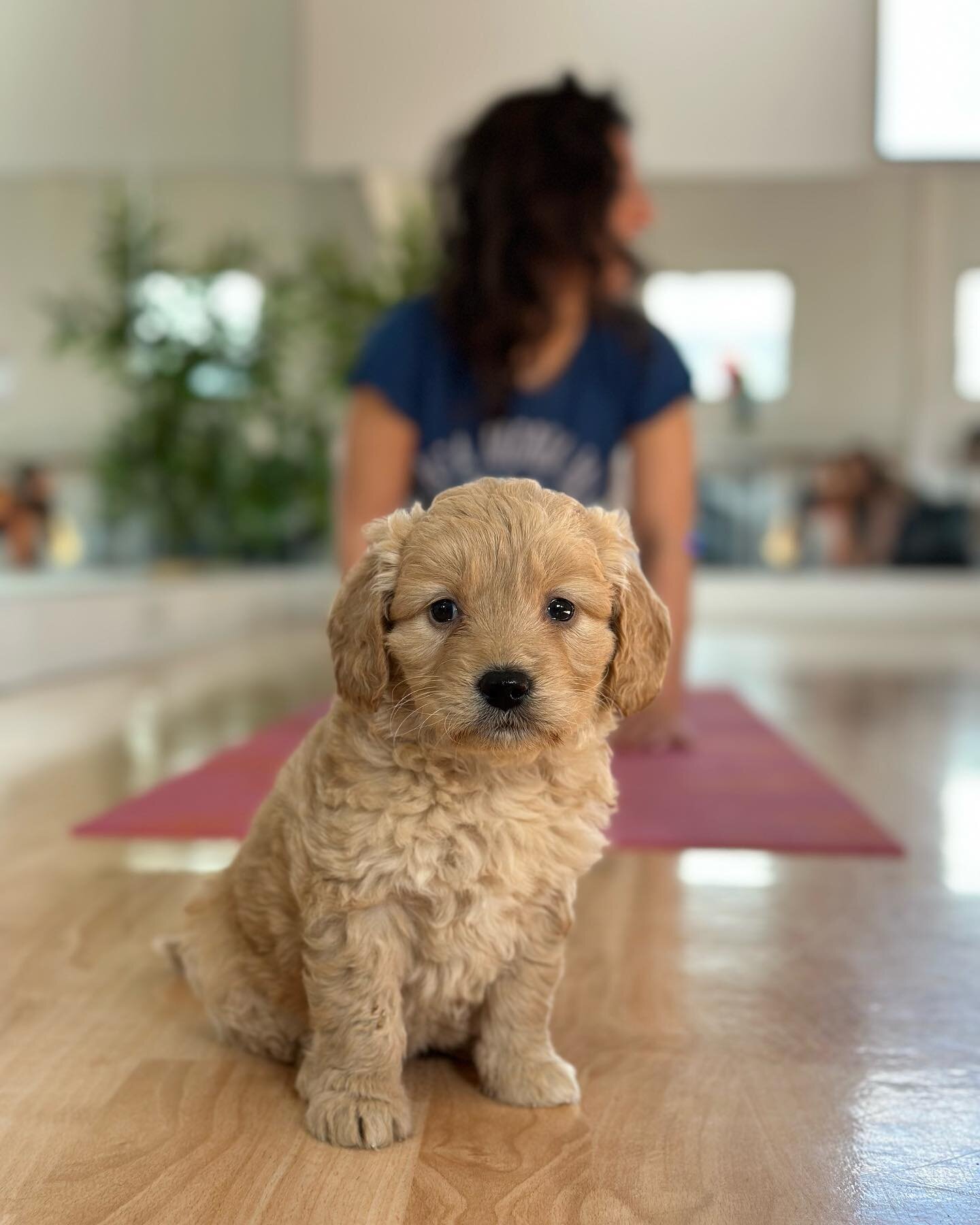 Say cheeseeee Crumpet! 📸 Join this little cutie-pie this Saturday at Paw Pal Yoga 🐶🐾

Tickets now on sale at: www.pawpalyoga.co.uk/book-tickets-1 🎟️
.
.
.
#puppyyoga #puppyyogalondon #pawpalyoga #thingstodoinlondon 
#puppiesofinstagram #puppies #