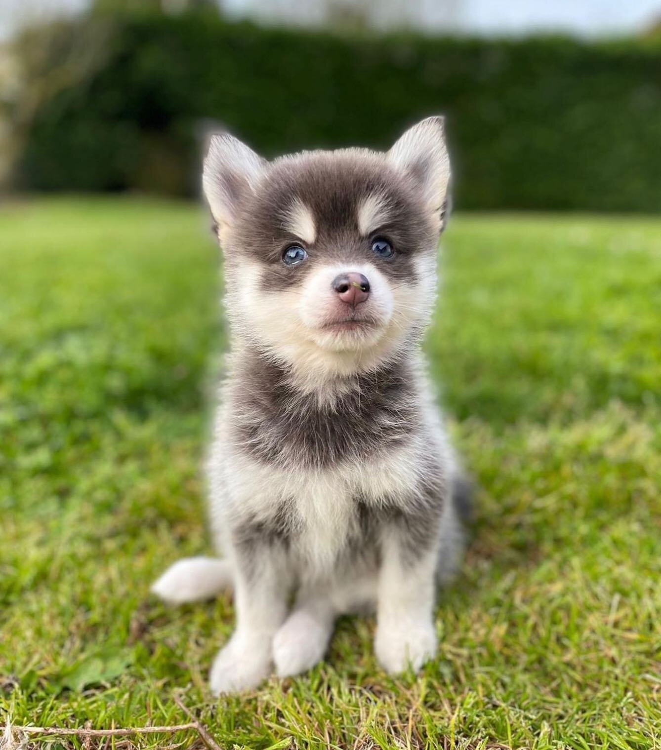Everyone meet Tofu! 🥺 He&rsquo;s a Pomsky (Pomeranian x Husky) and we've just released tickets for a class with him and his siblings this Sunday! 🎉🐶

Tickets are now on sale at: www.pawpalyoga.co.uk/book-tickets-1