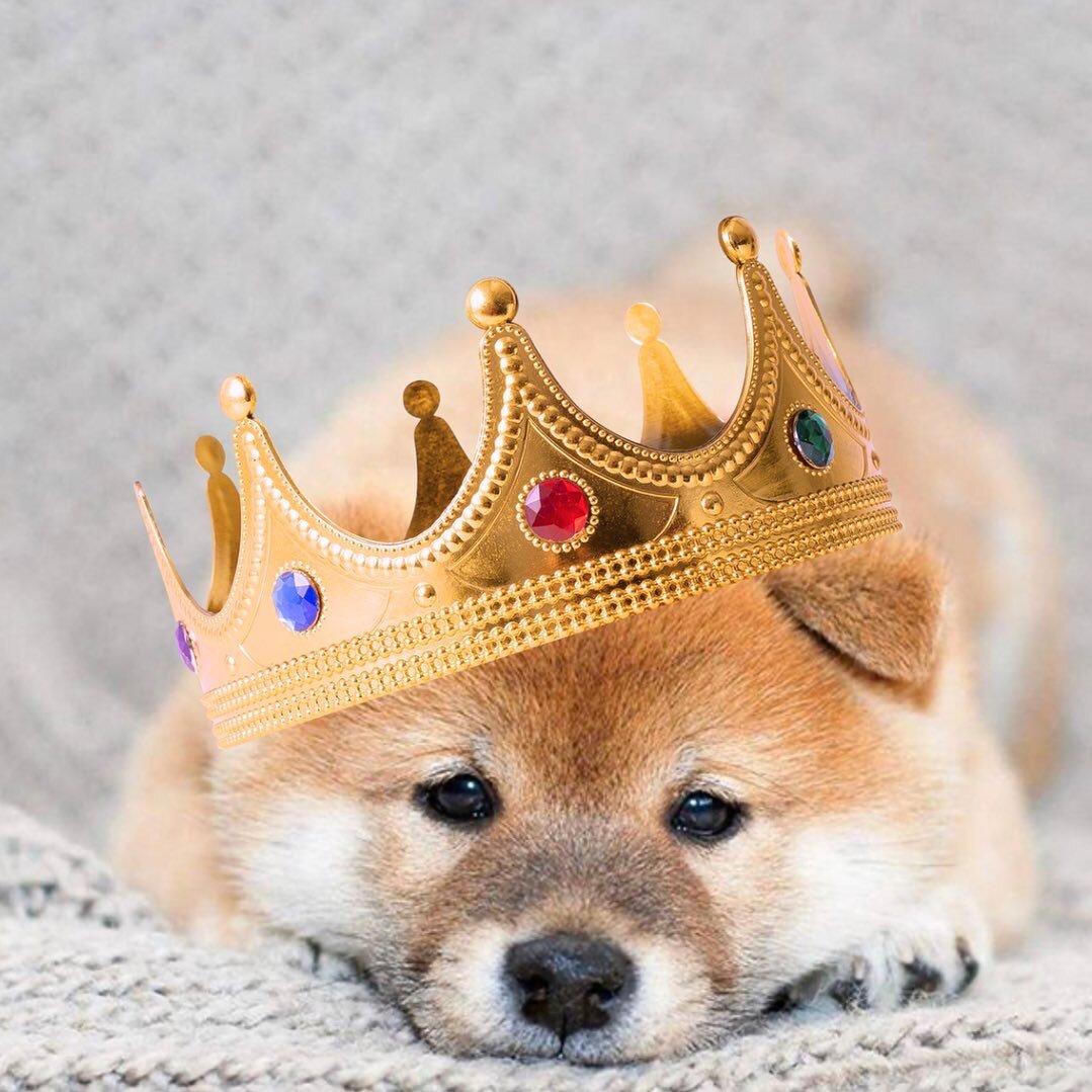HRH King Yoshi invites you for a royal audience at Paw Pal Yoga this Coronation Monday! 👑🐶

Tickets for puppy yoga with our Japanese Akitas are now on sale at: www.pawpalyoga.co.up/book-tickets-1
.
.
.
.
.
.
.
.
.
.
#pawpalyoga 
#puppyogalondon #pu
