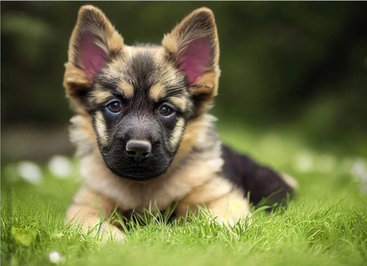 Puppy Yoga London German Shepherd.jpg