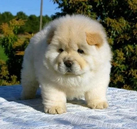 Chubby puppy.jpg