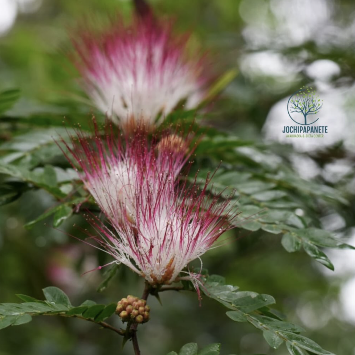 Bobinsana: The Amazonian Heart Medicine Used in Shipibo Plant Dietas