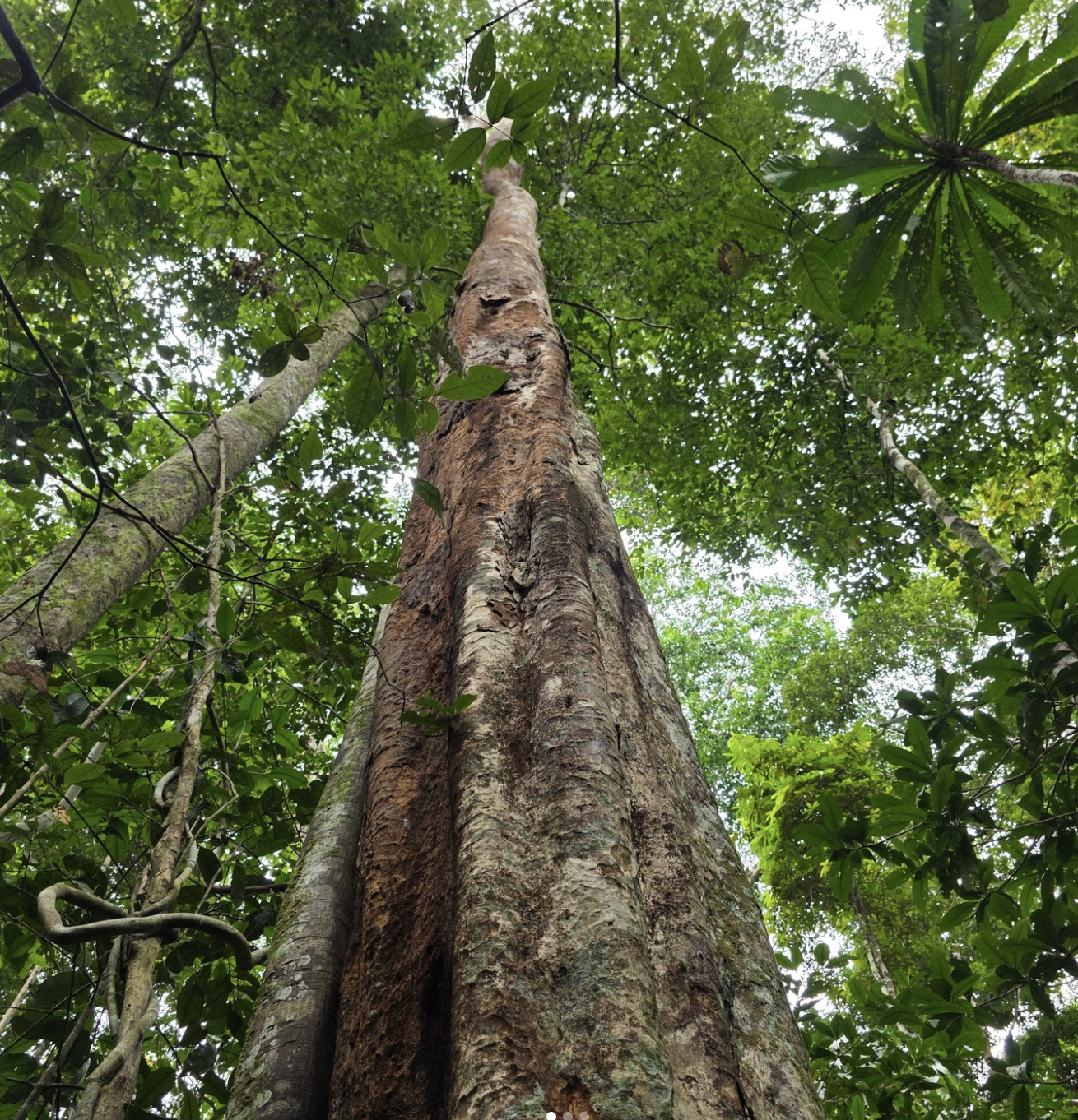 Shihuahuaco (Koman): A Master Plant for Strength, Discipline &amp; Deep Grounding