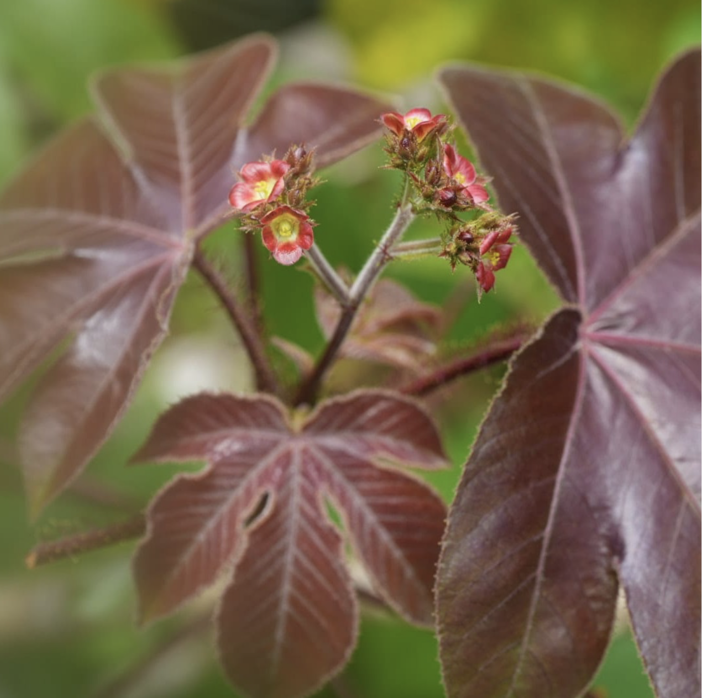 Piñon Colorado (Wisopionis): The First Step in Your Master Plant Dieta Journey