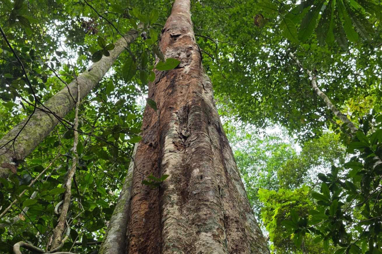 Diet with Shihuahuaco to experience powerful healing growth and transformation with Shipibo culture and medicine