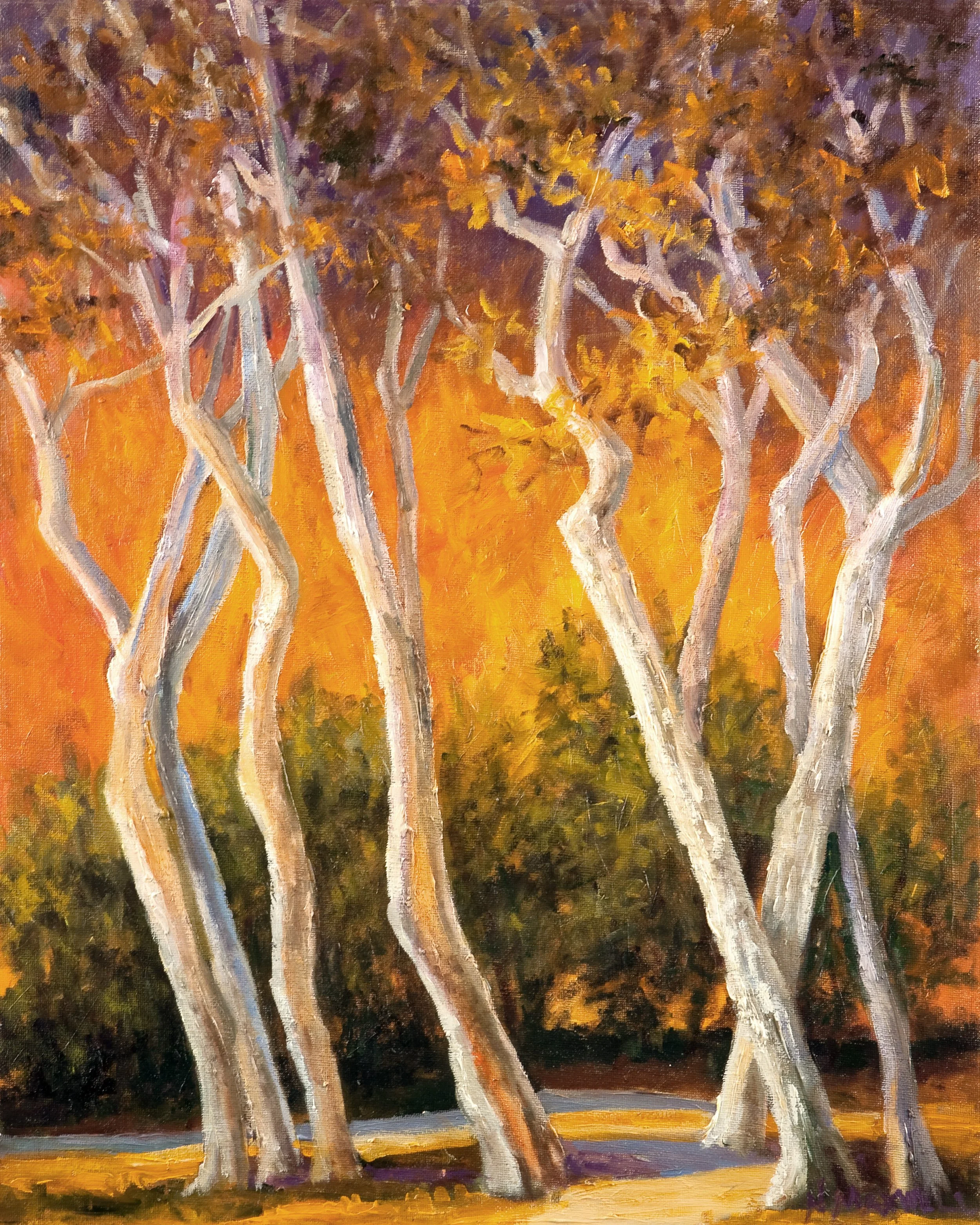Western Sycamores at Sunset.jpg