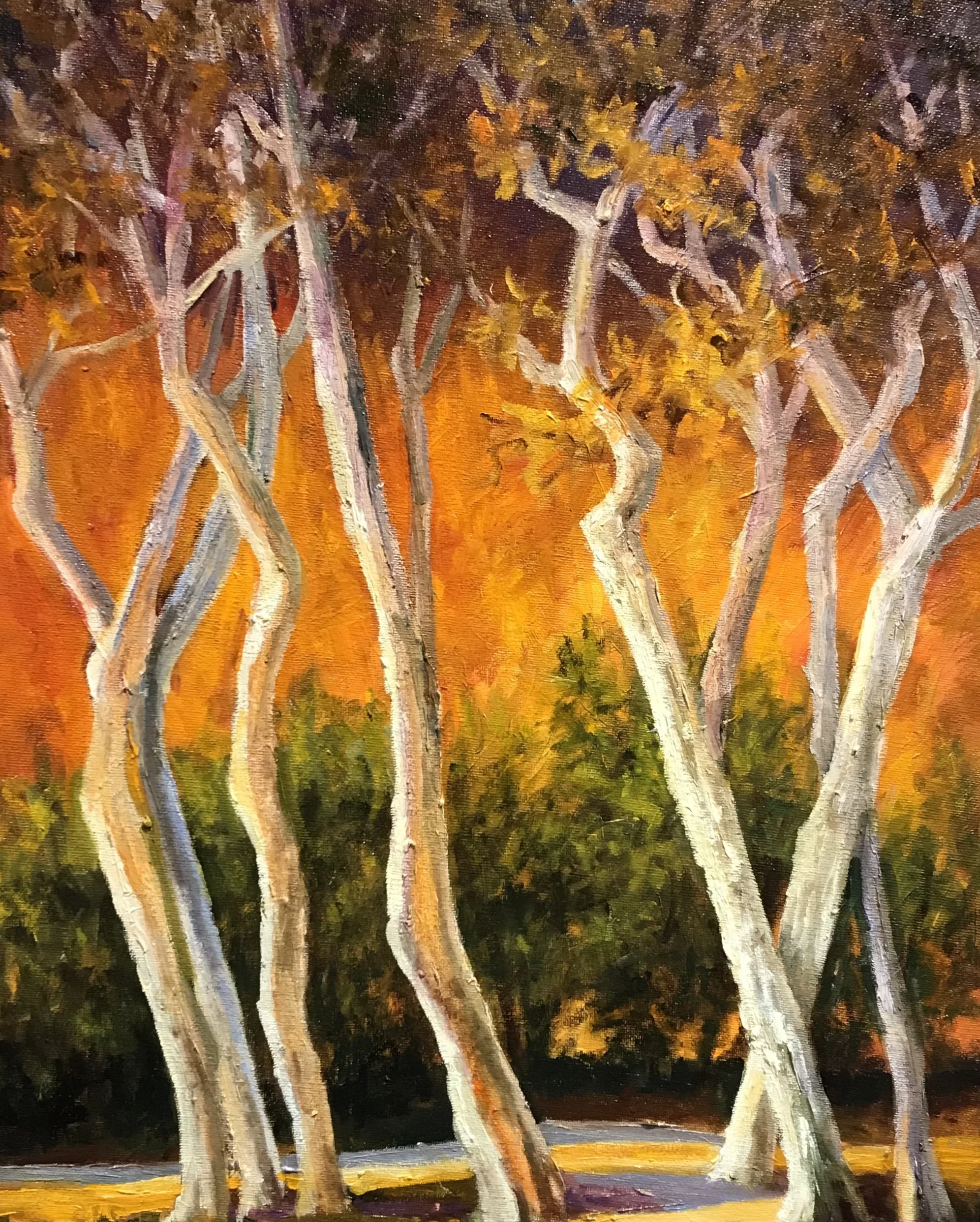 Sycamores at Sunset