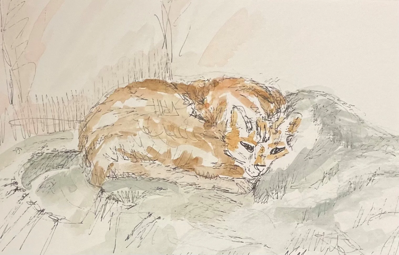 cat nap.jpg