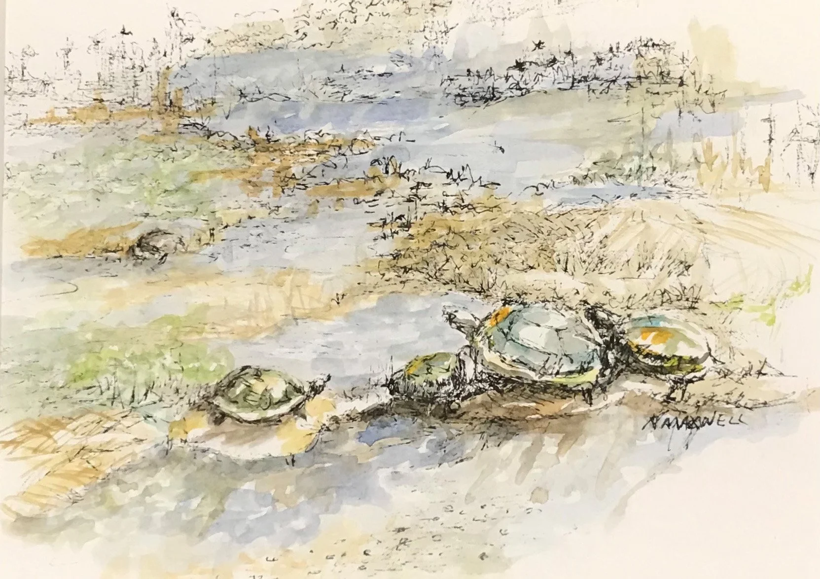 turtle bank.jpg