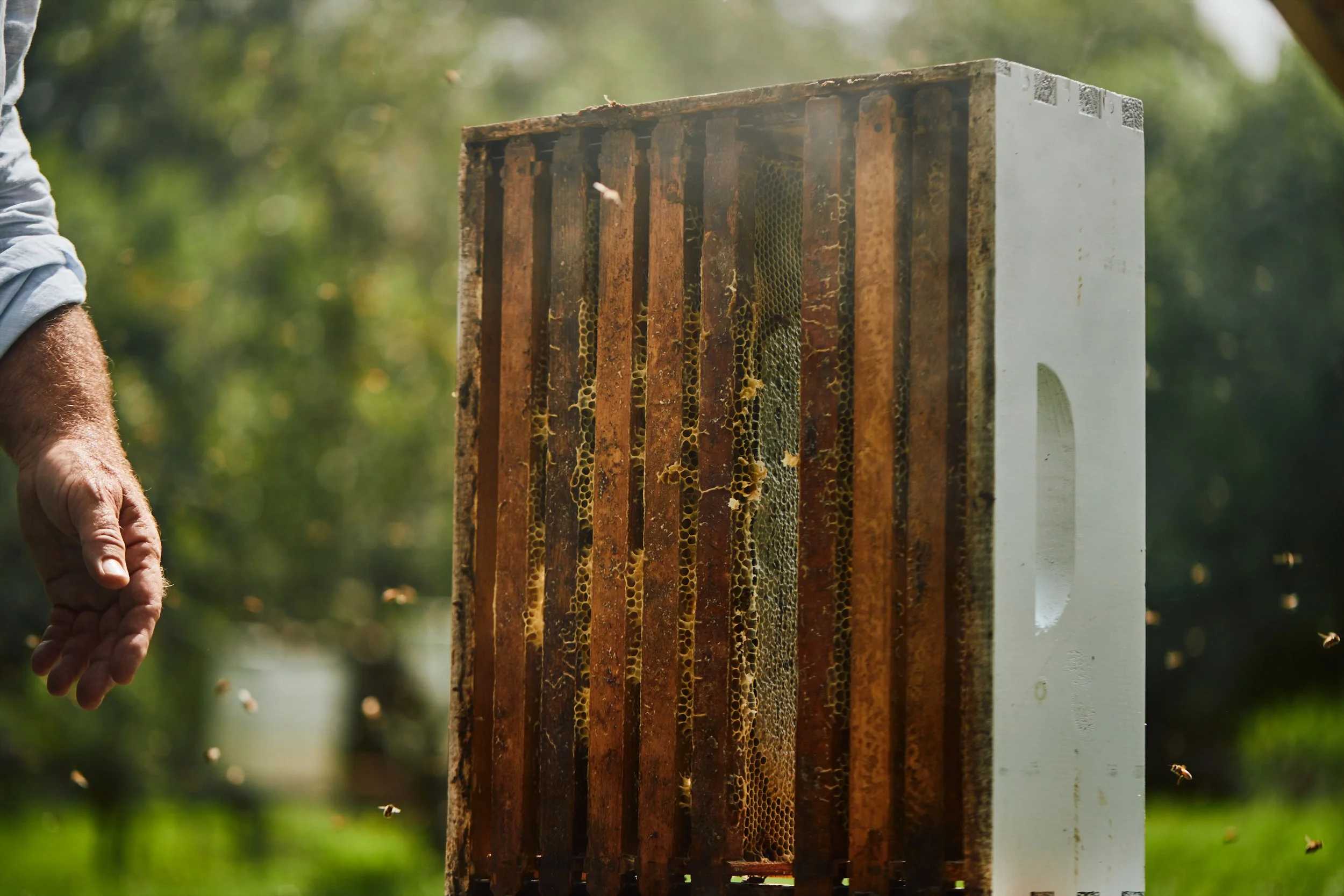 Savannah Bee Co. 118.jpg