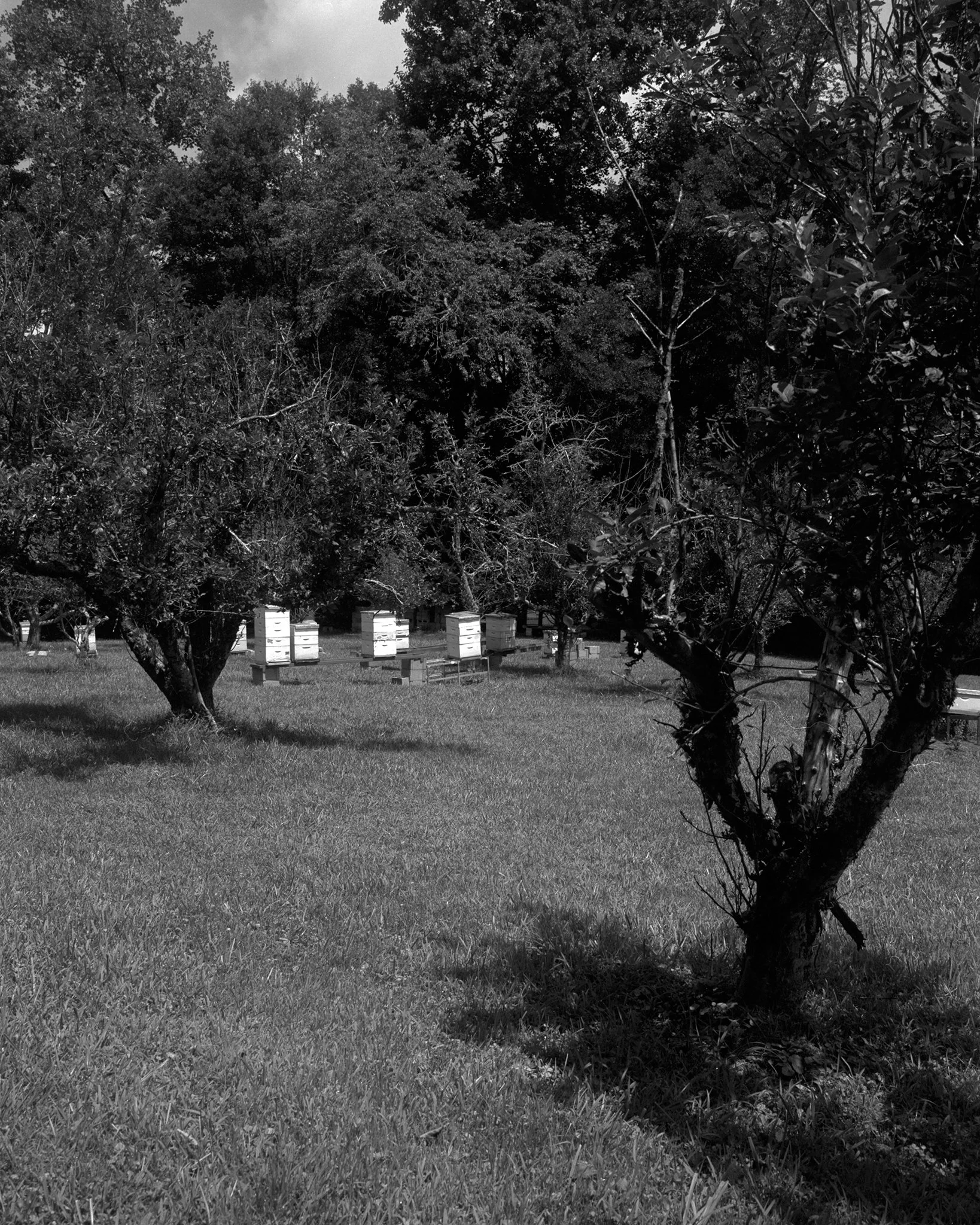 Savannah Bee Co. Film 11.jpg