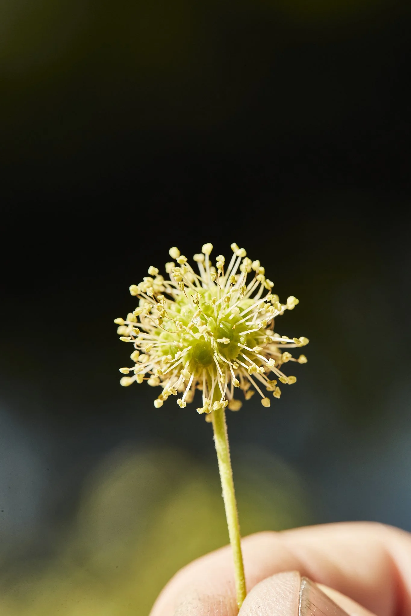 SavBee_Tupelo_Spring24_1116.jpg