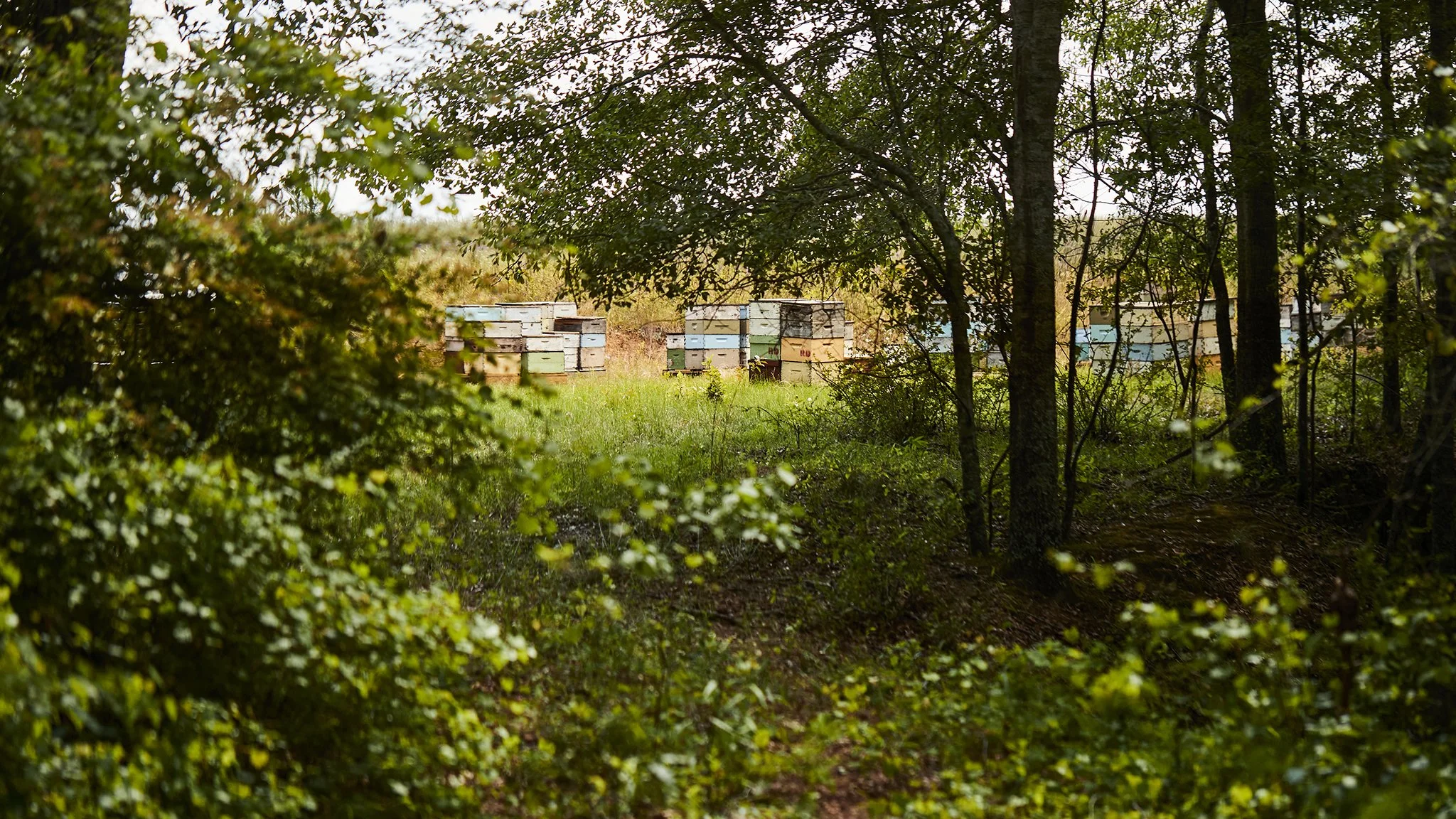 SavBee_Tupelo_Spring24_963.jpg