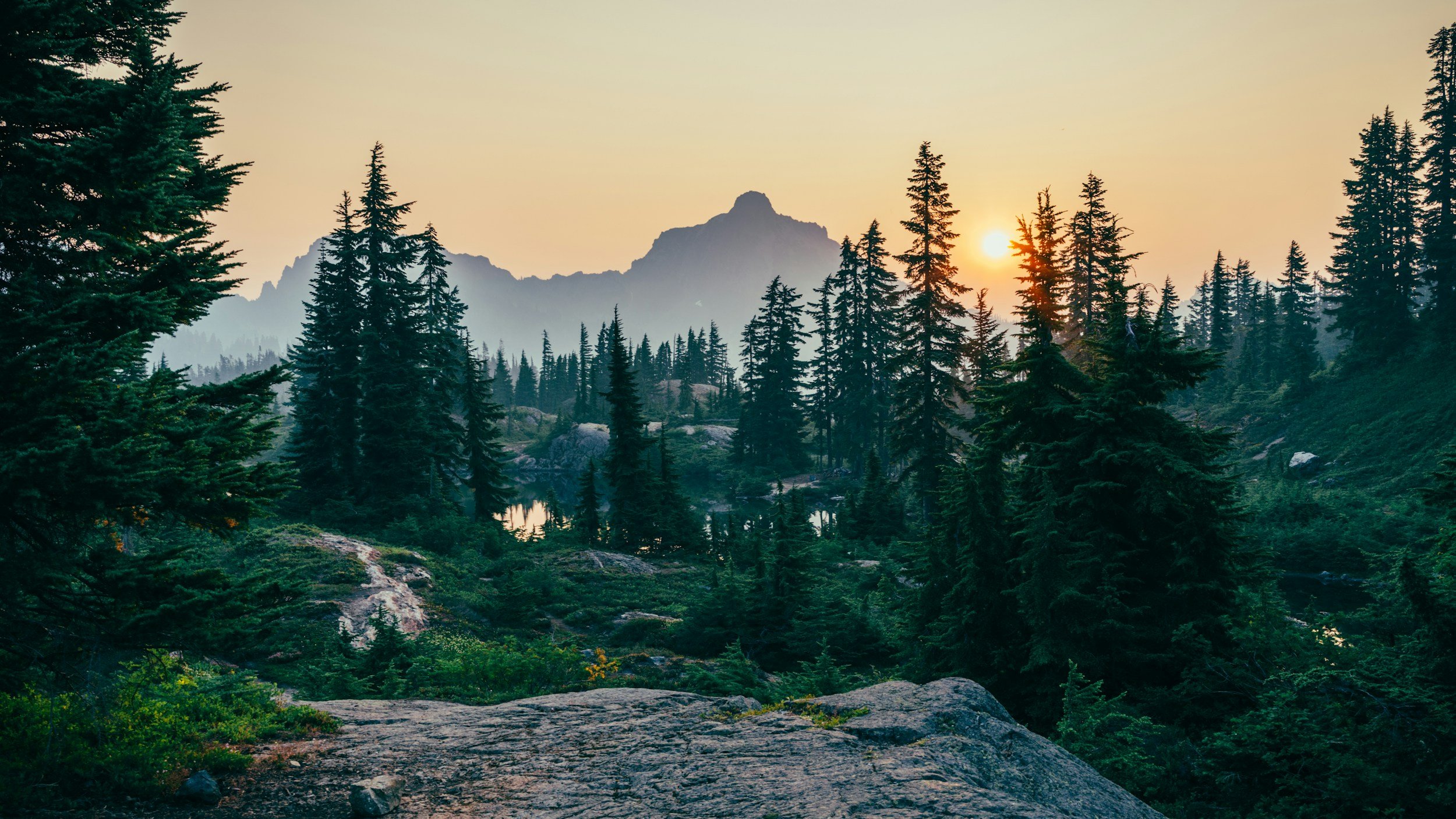 evergeen trees with mountain in the background at sunset
