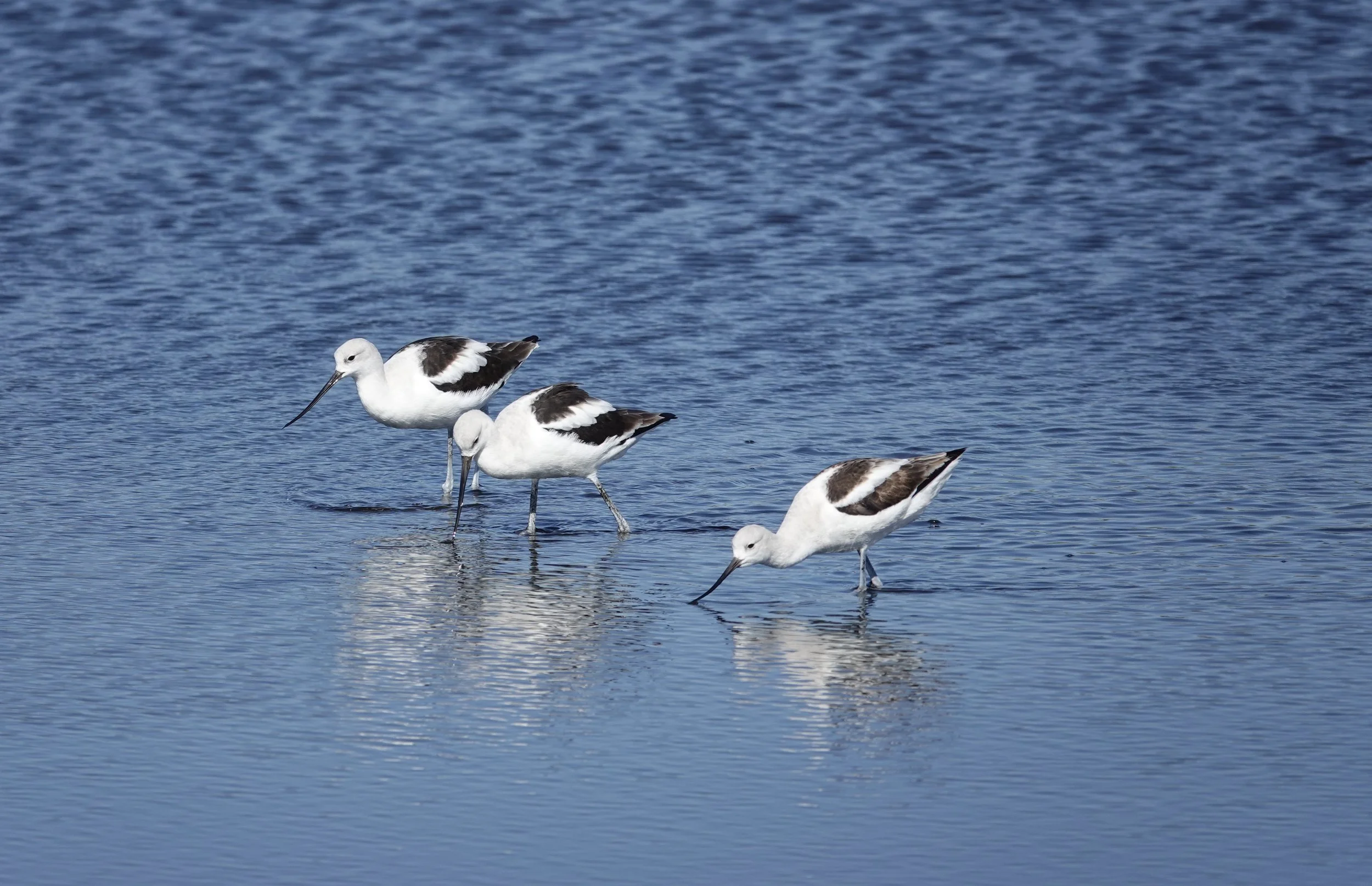 American avocets, feeding, at Merritt Island National Wildlife Refuge, Florida.
