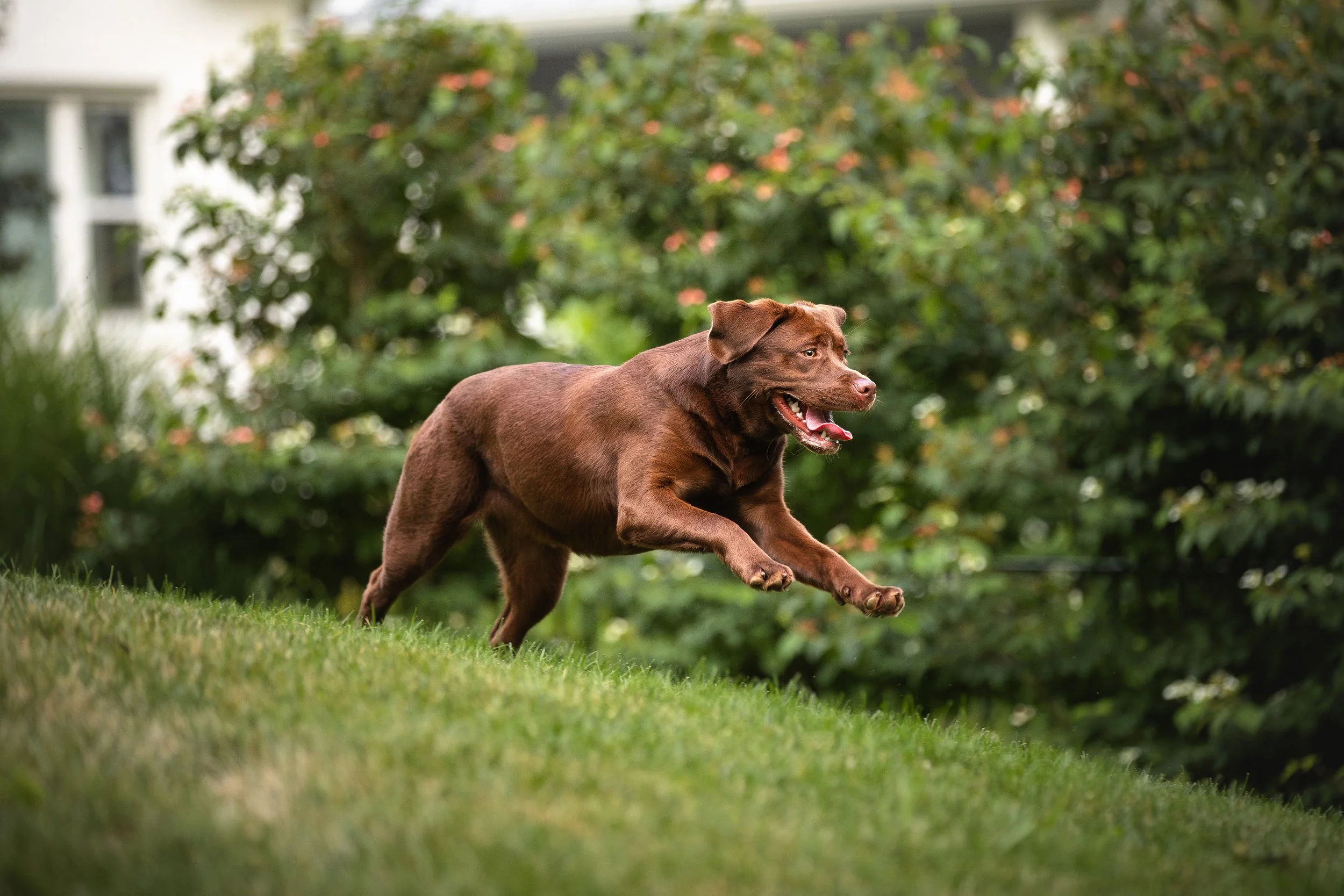 canine-portraits-st-louis-1.jpg