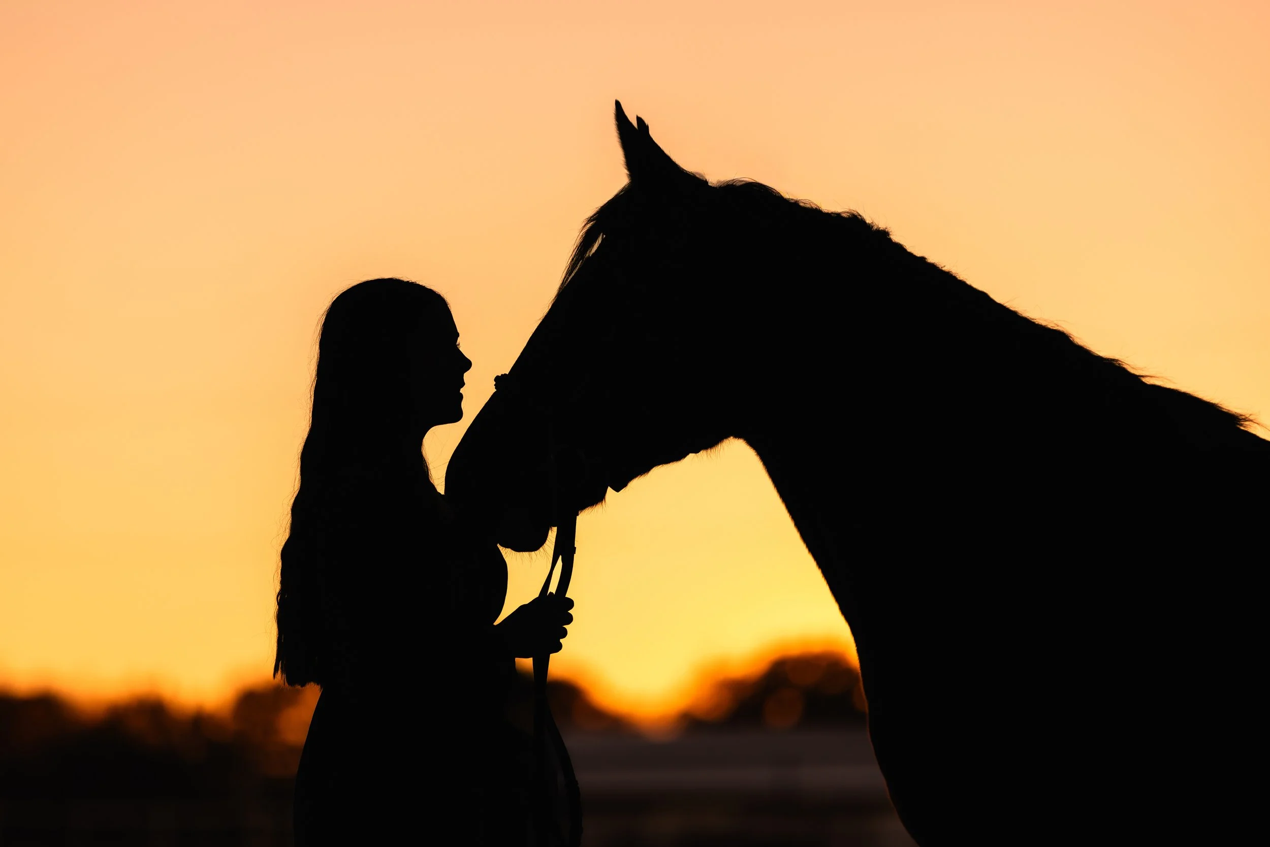 horse and rider portraits st louis missouri 7.jpg