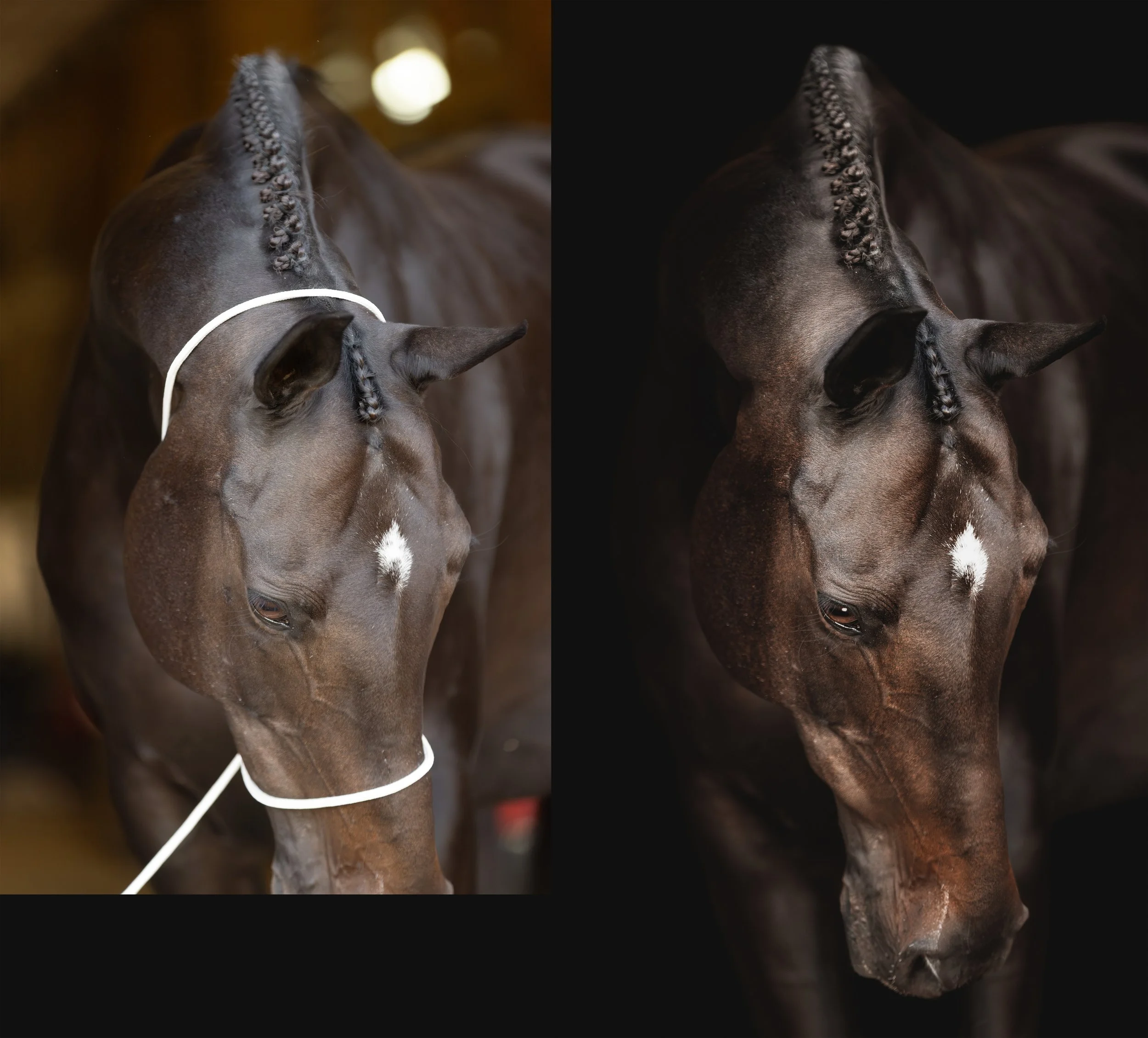 Equine Portrait Before &amp; Afters