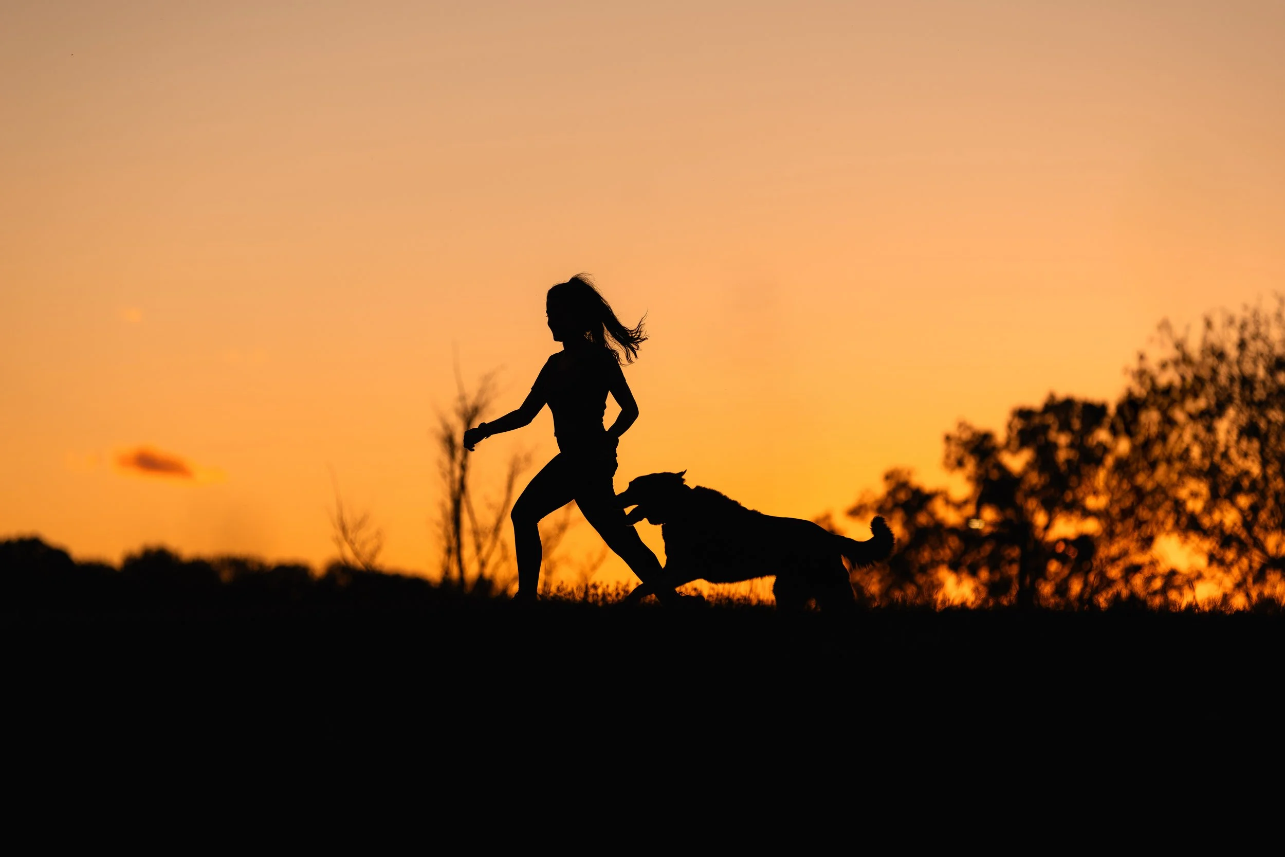 canine-portraits-st-louis-12.jpg