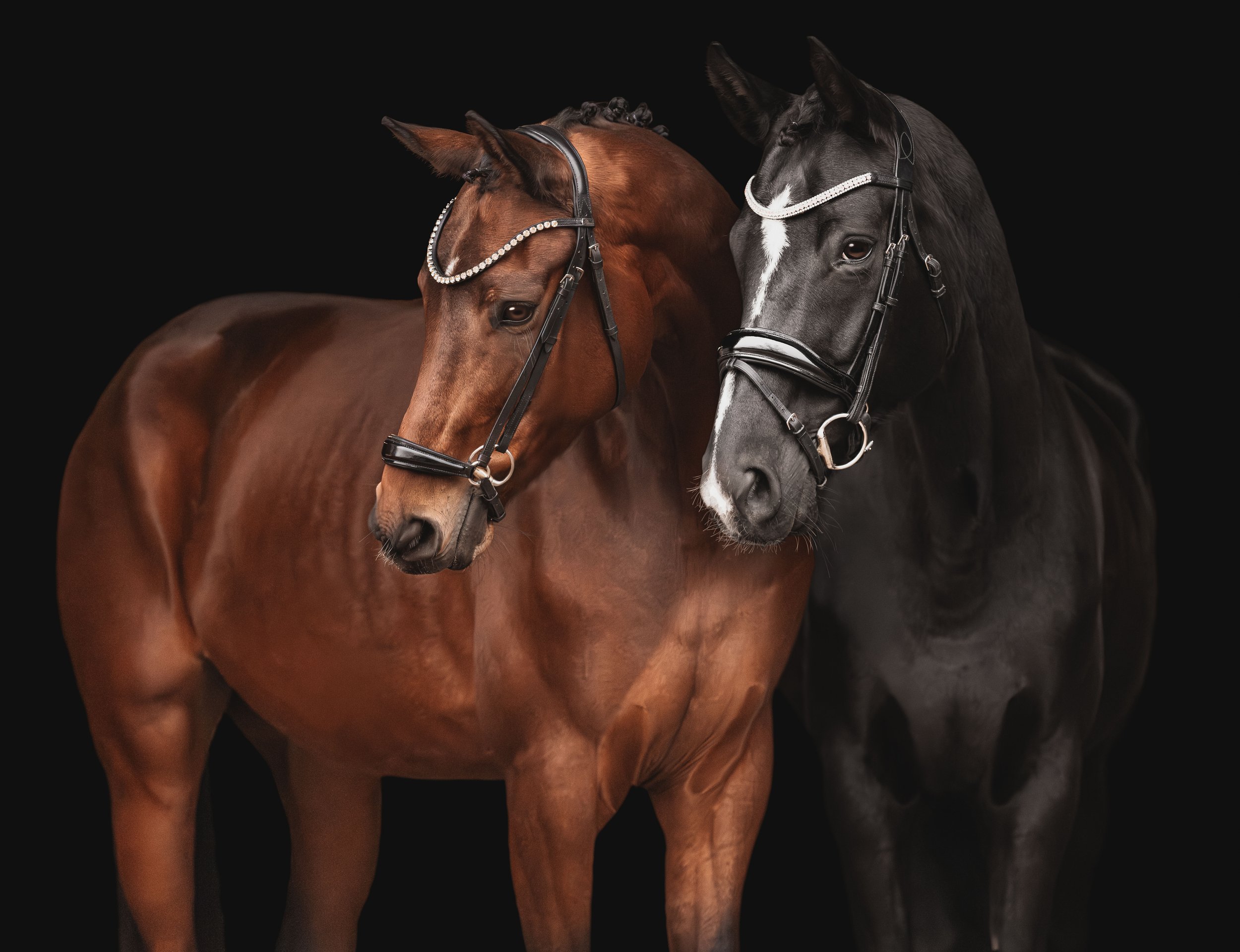 st louis equine photography black backgrounds 1.jpg