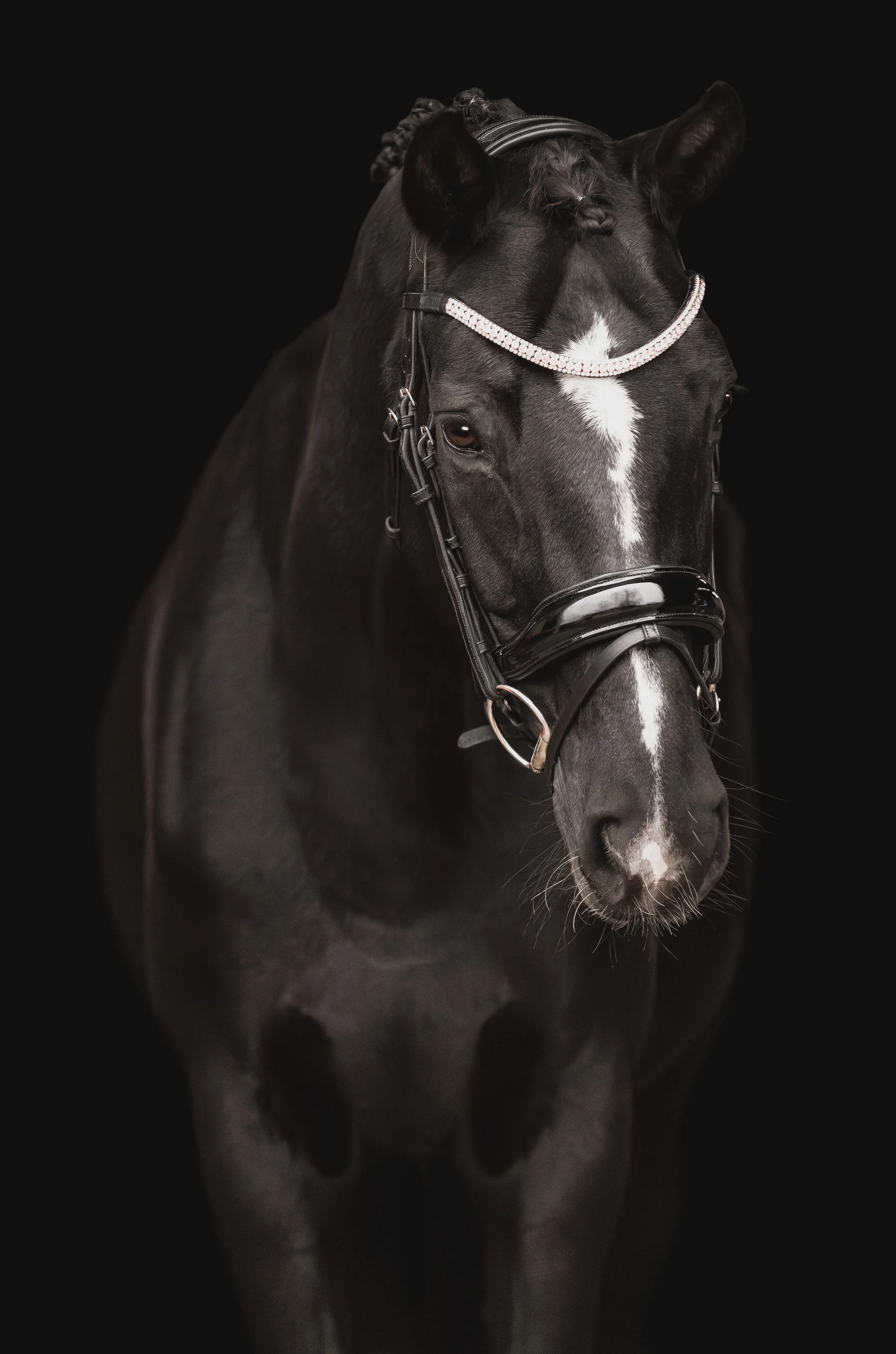 st louis equine photography black backgrounds 6-.jpg