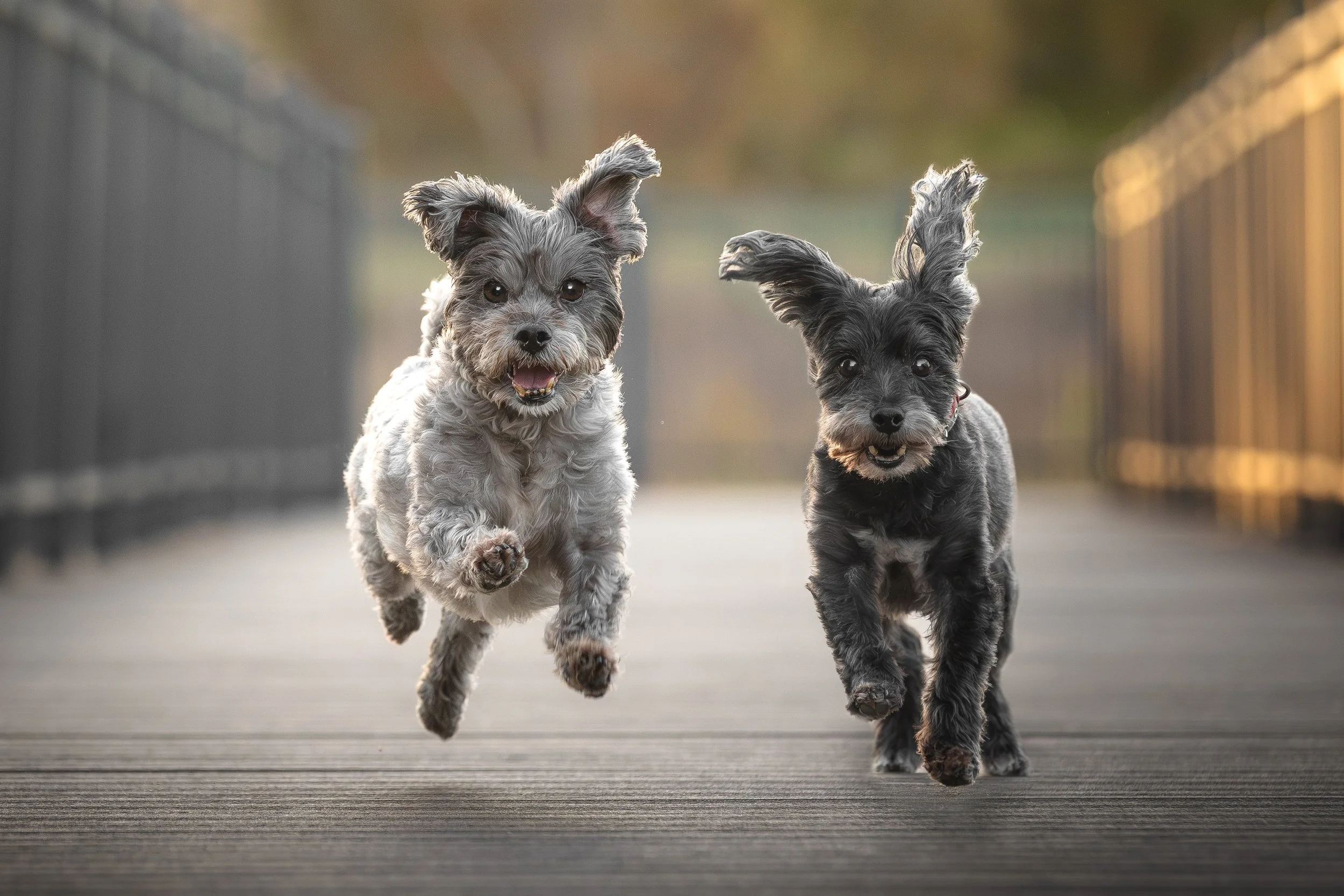 canine-portraits-st-louis-9.jpg