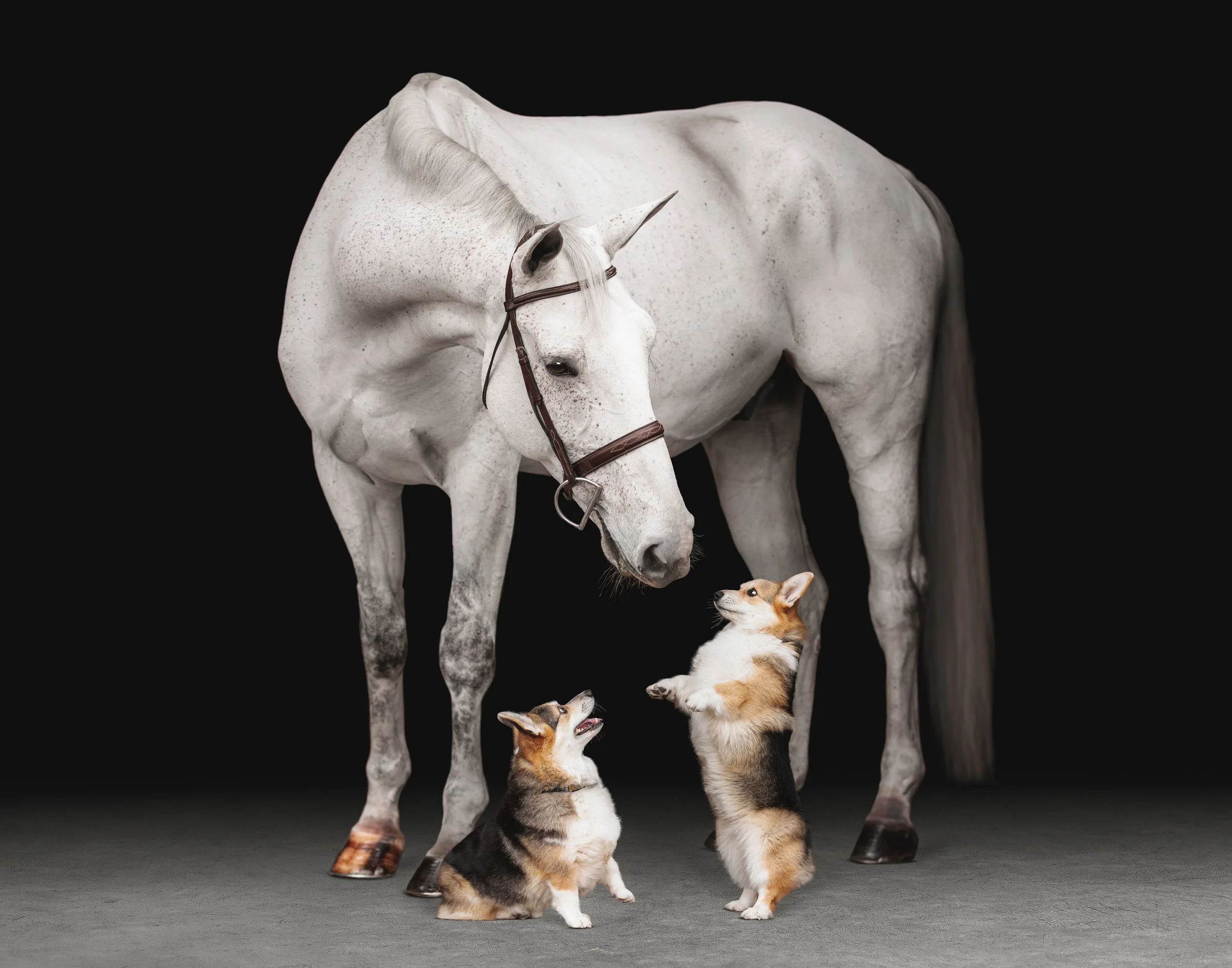 st louis equine photography black backgrounds 5.jpg