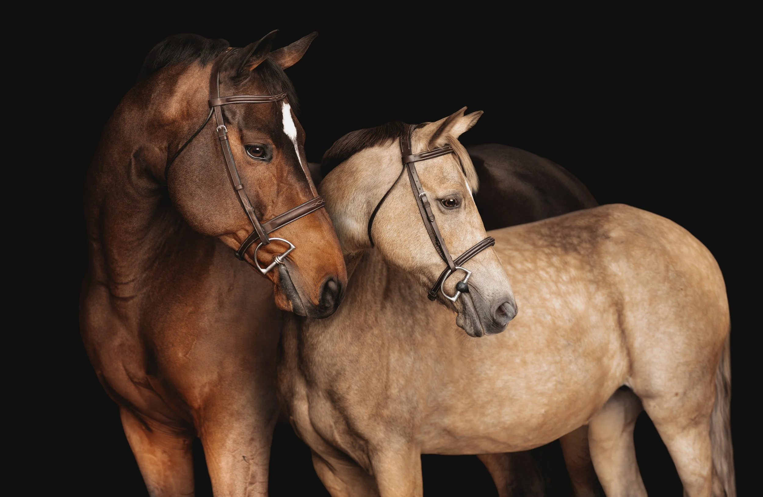 st louis equine photography black backgrounds 10.jpg