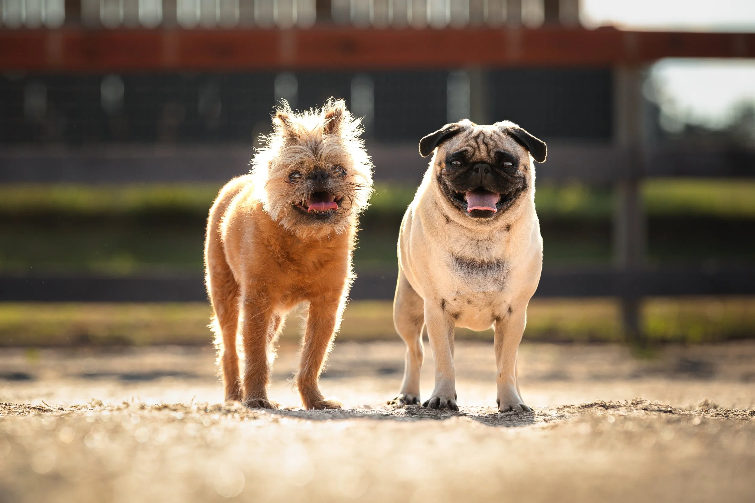 canine-portraits-st-louis-6.jpg