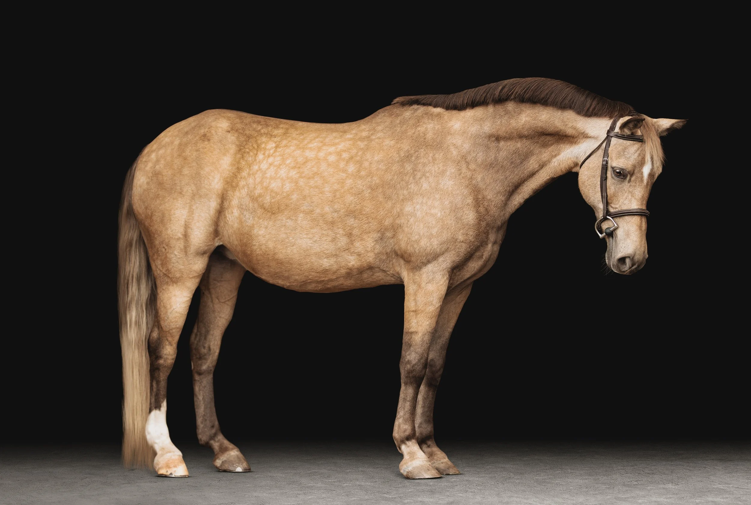 st louis equine photography black backgrounds 2.jpg