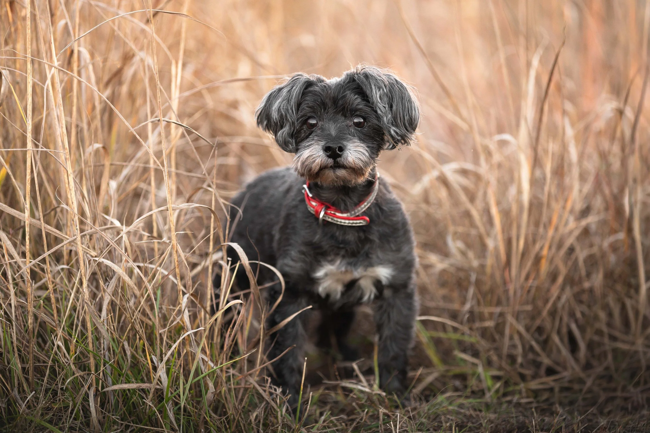 canine-portraits-st-louis-10.jpg