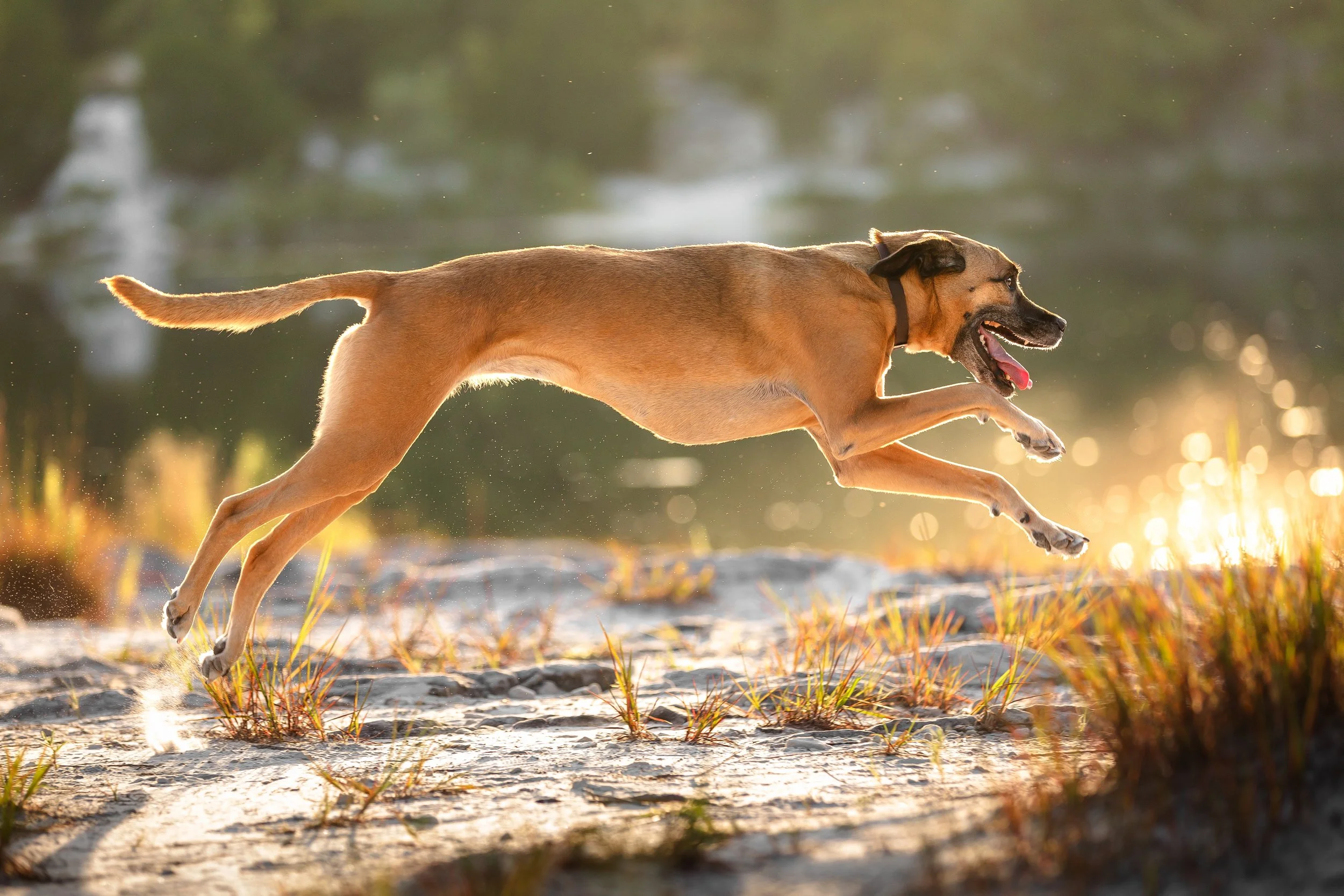 canine-portraits-st-louis-4.jpg