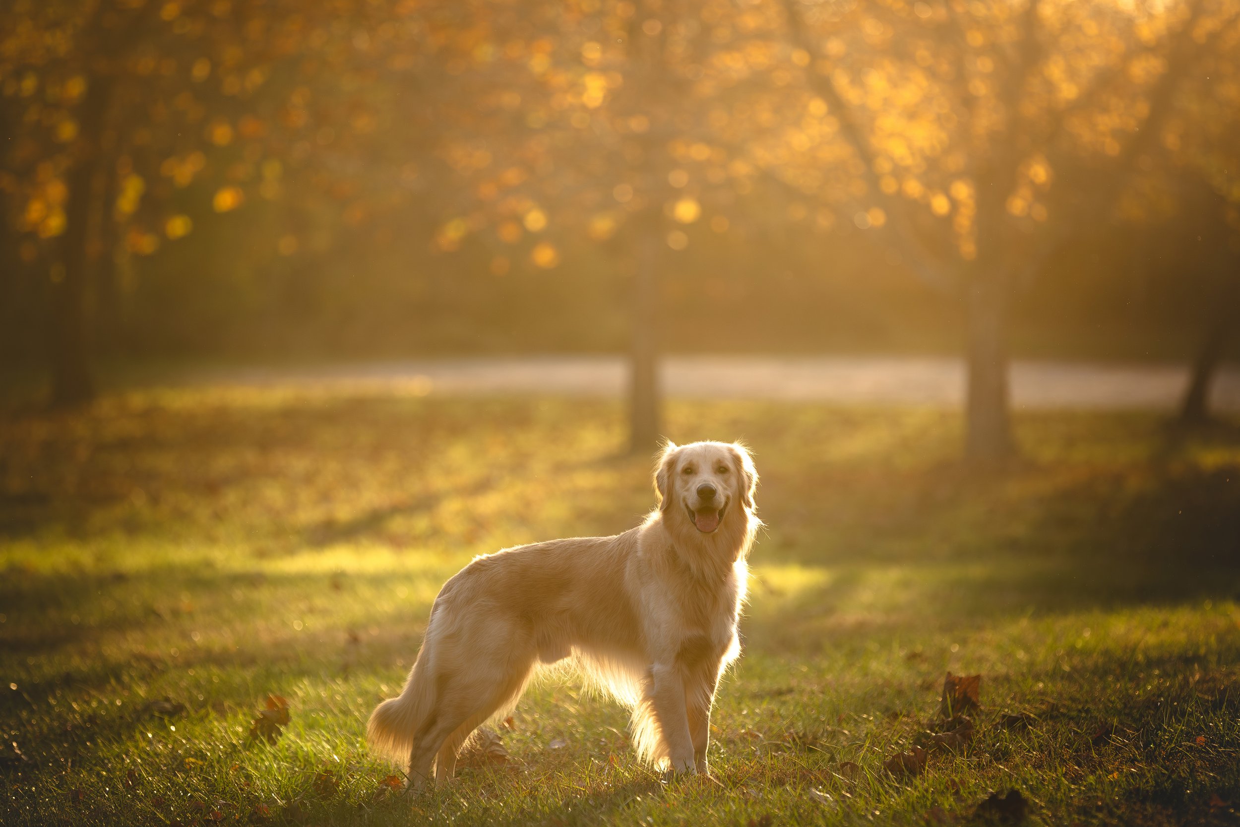 canine-portraits-st-louis-7.jpg